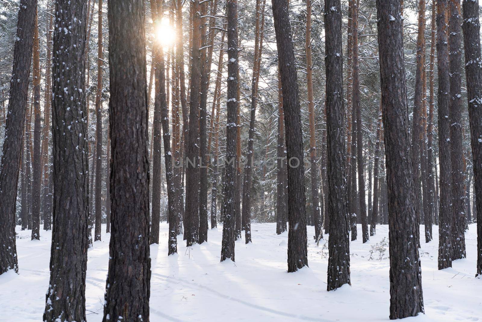 Early spring landscape of the snow in the pine forest. Landscape only tree trunks