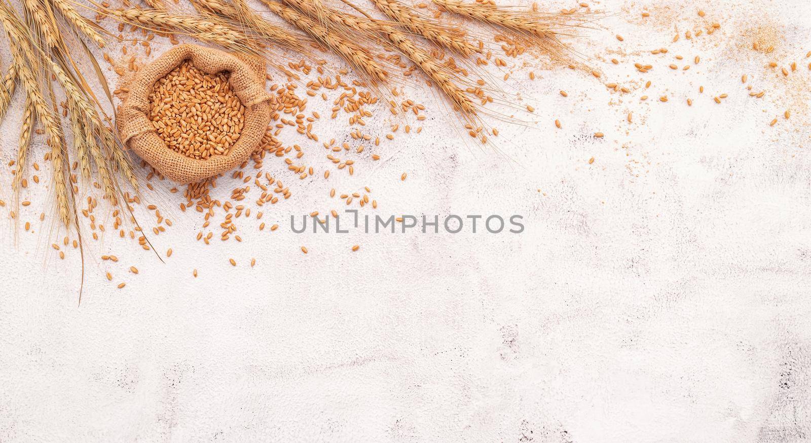 Wheat ears and wheat grains set up on white concrete background.