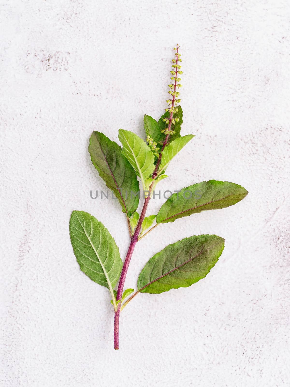 Blanch of fresh holy basil leaves set up on white concrete background with flat lay and copy space. by kerdkanno