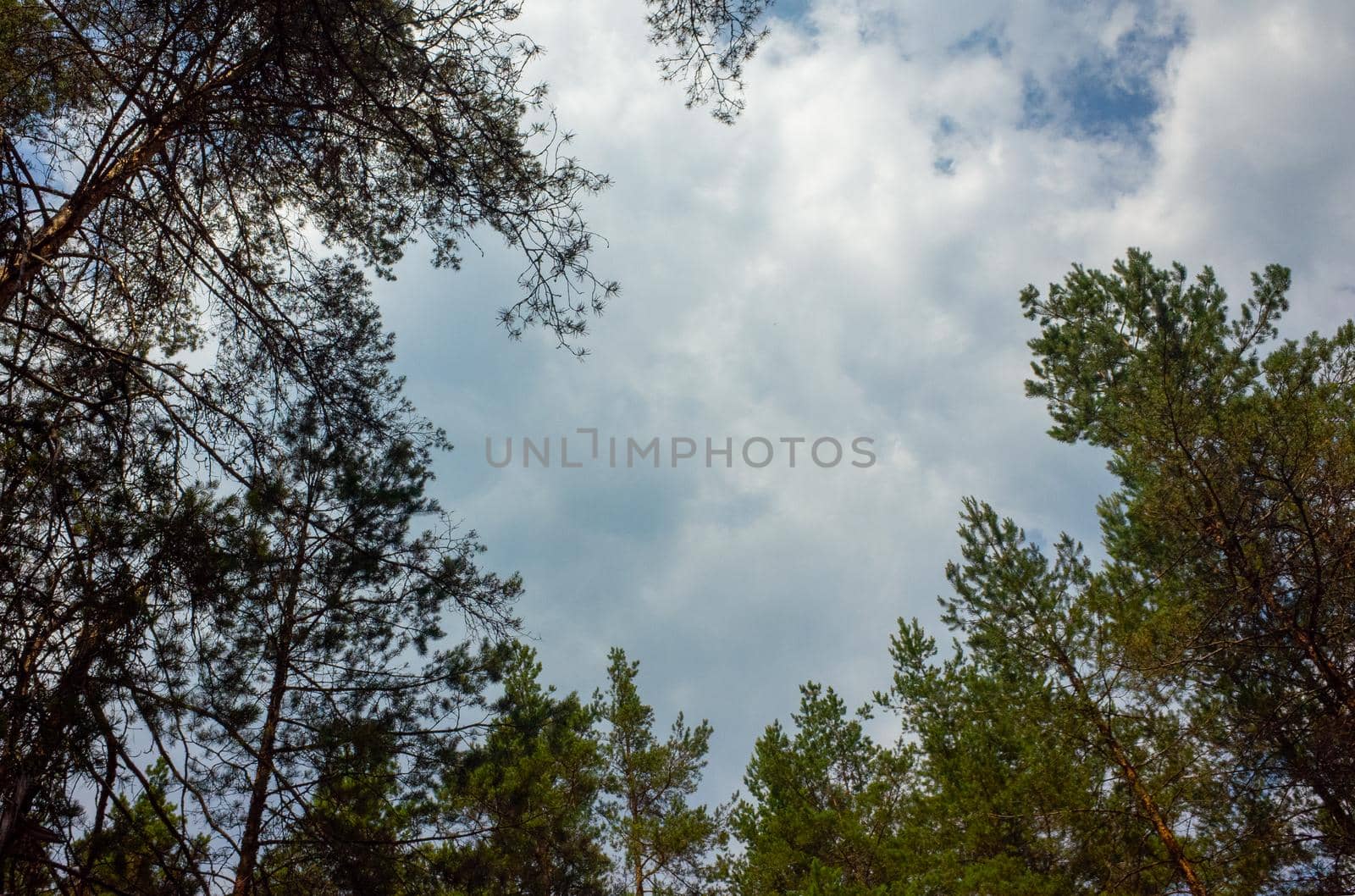 View of the thick clouds in the sky through the tall pine trees of the coniferous forest.
