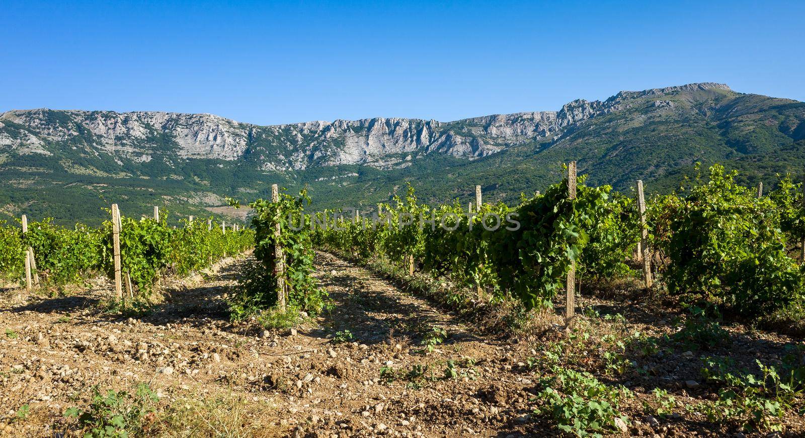 Rows of vineyards surrounded by rocky mountains in the early morning.