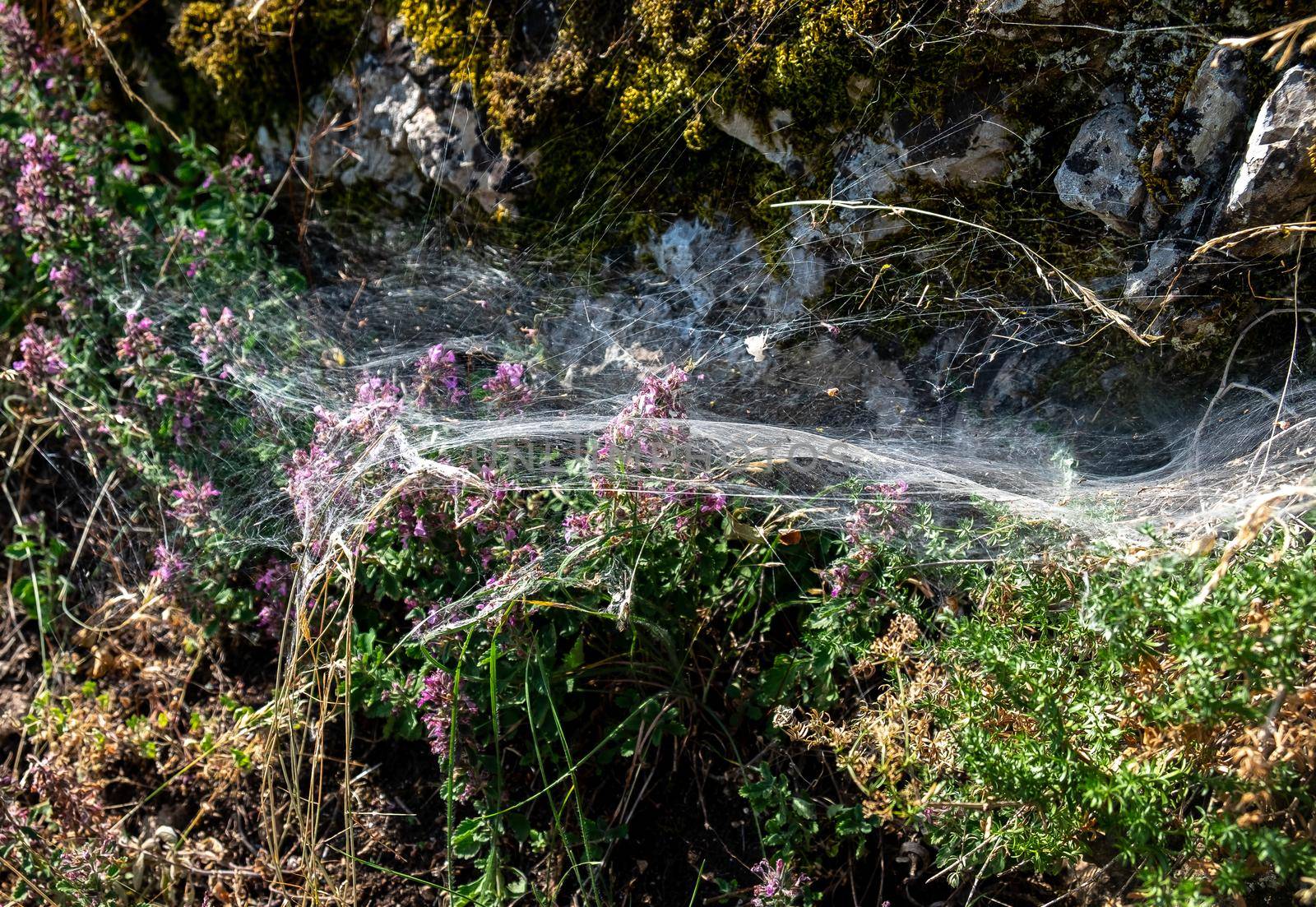 Thick spider web on pink meadow flowers on a bright sunny day