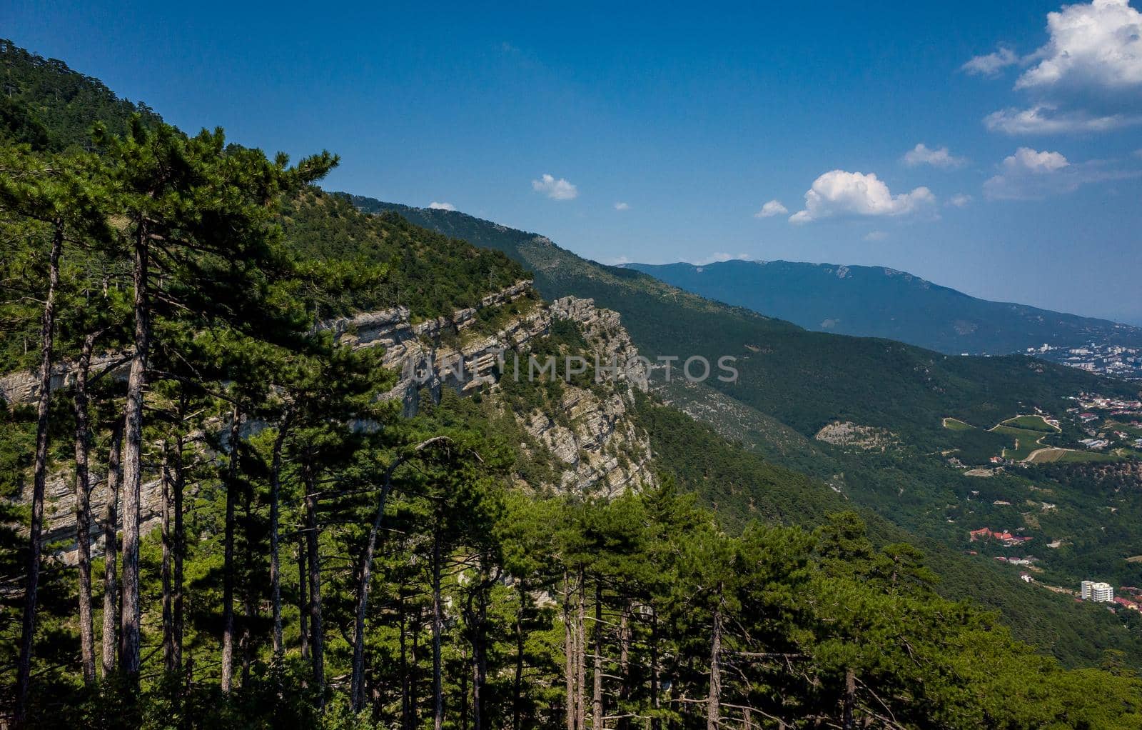 Pine trees on the rocks on the mountain slope of the South Coast of Crimea.