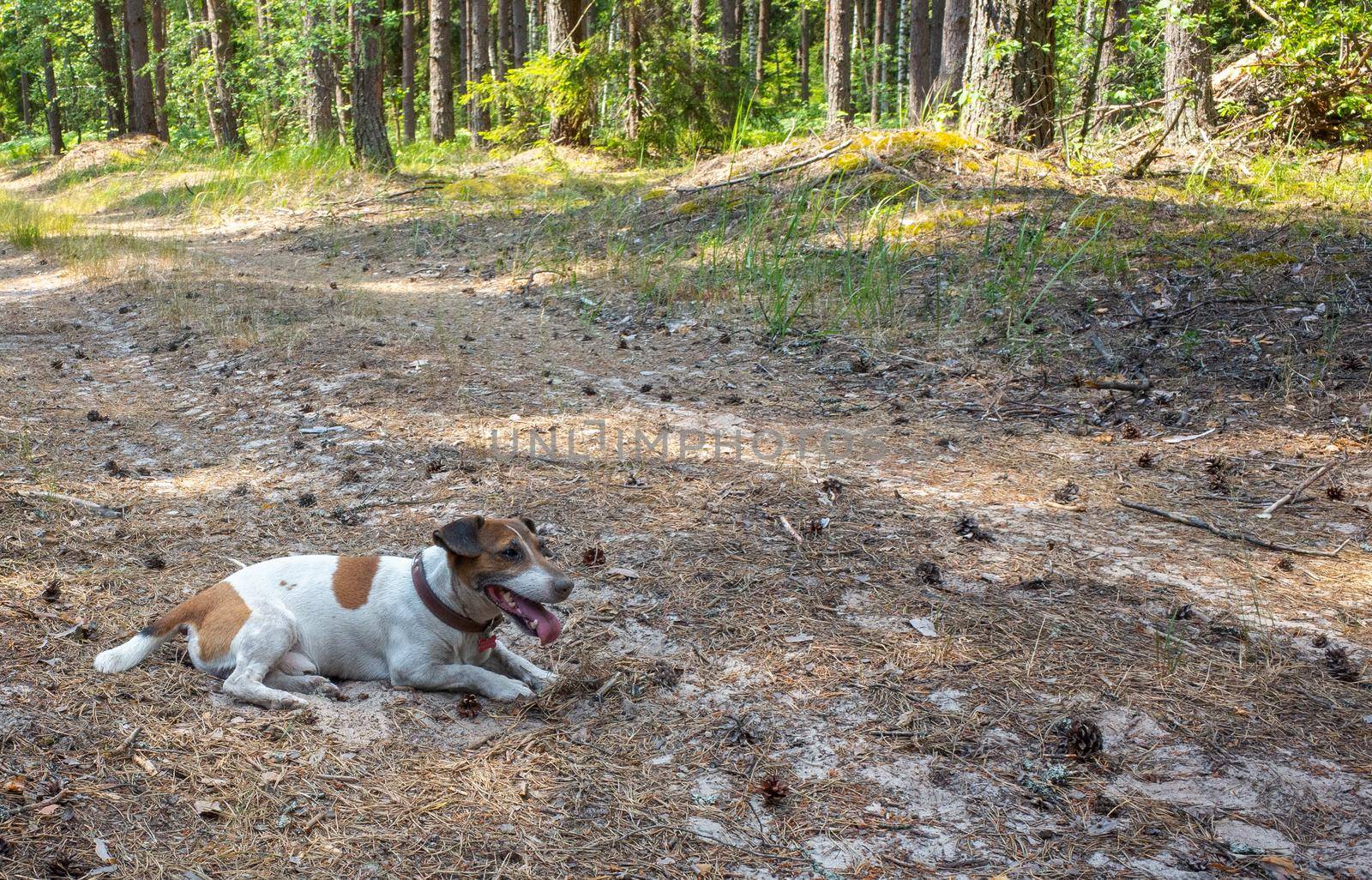 Jack russell terrier dog playing in the coniferous forest in hot summer.