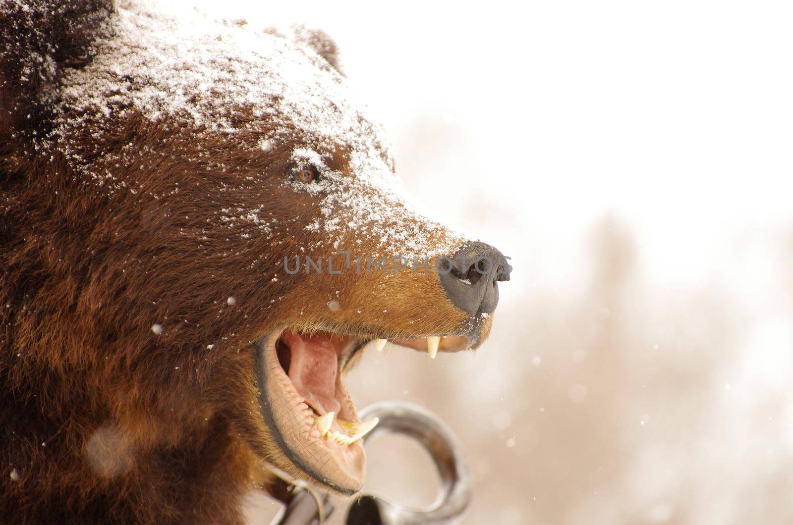 A stuffed brown bear with an open mouth on a city street during a snowfall by fifg