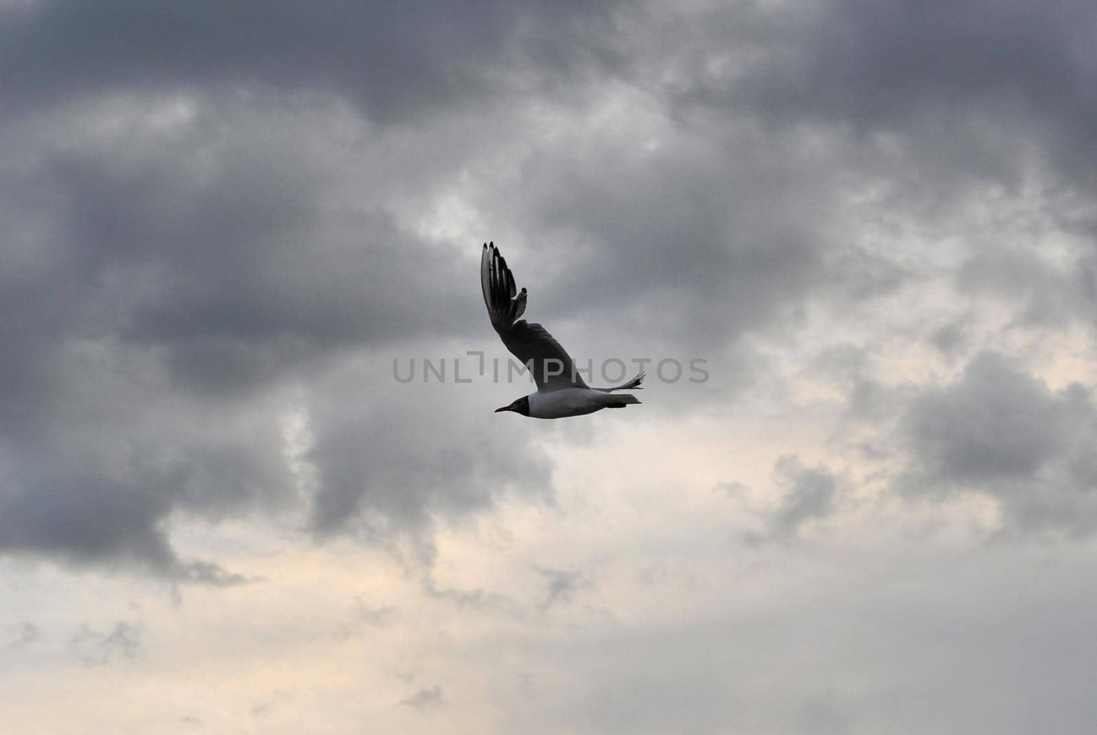 A fat seagull flies against the background of a cloudy sky in the late evening. by fifg