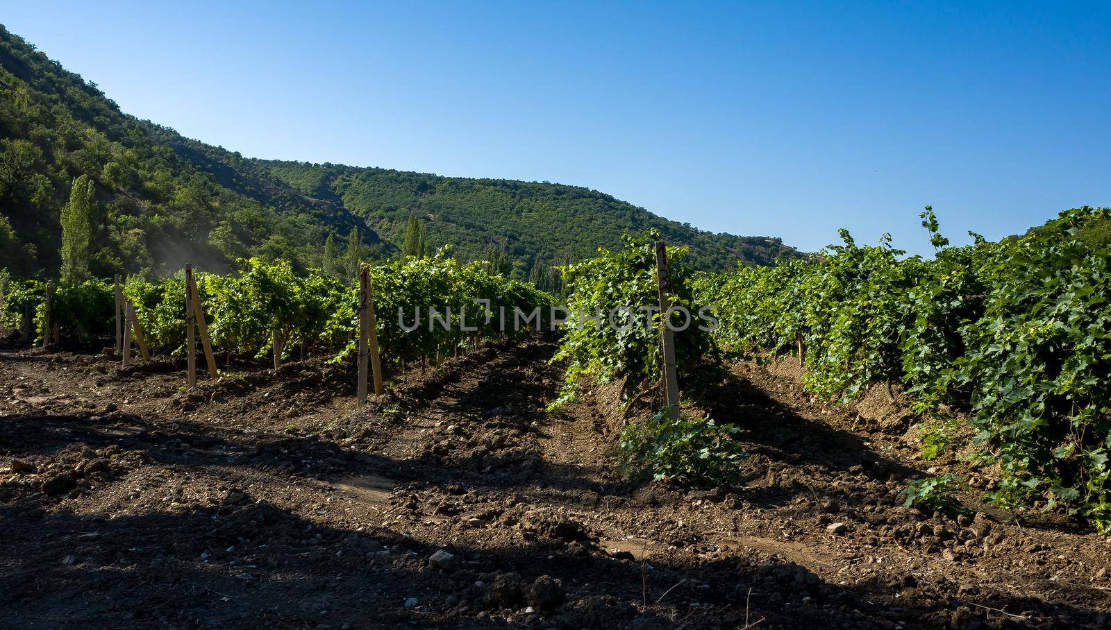 Rows of vineyards surrounded by rocky mountains in the early morning.