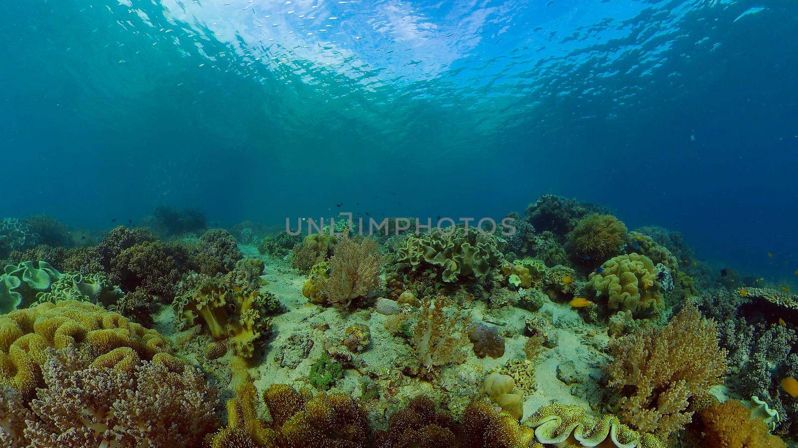 Tropical sea and coral reef. Underwater Fish and Coral Garden. Underwater sea fish. Tropical reef marine. Colourful underwater seascape. Philippines.