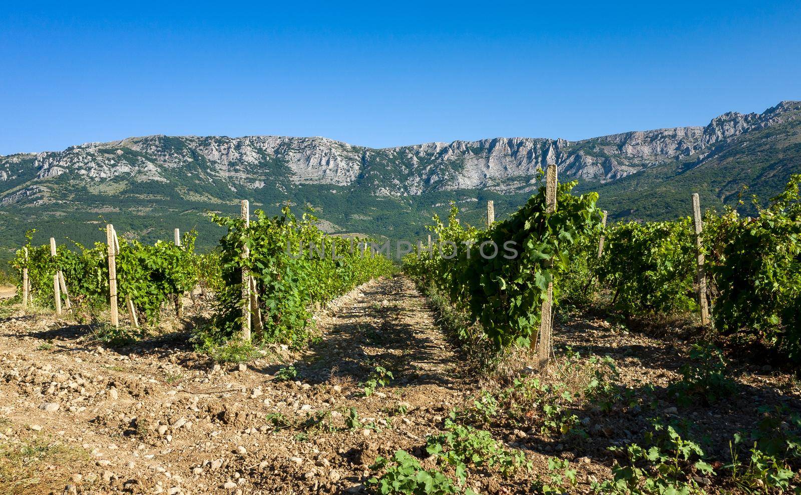 Rows of vineyards surrounded by rocky mountains in the early morning.