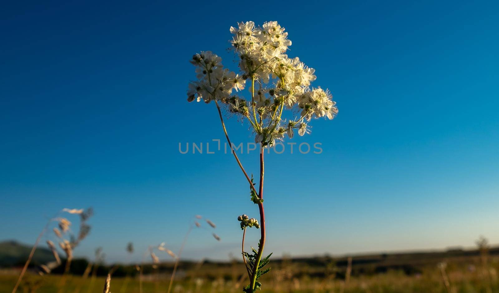 Wildflowers illuminated by the sunset light.