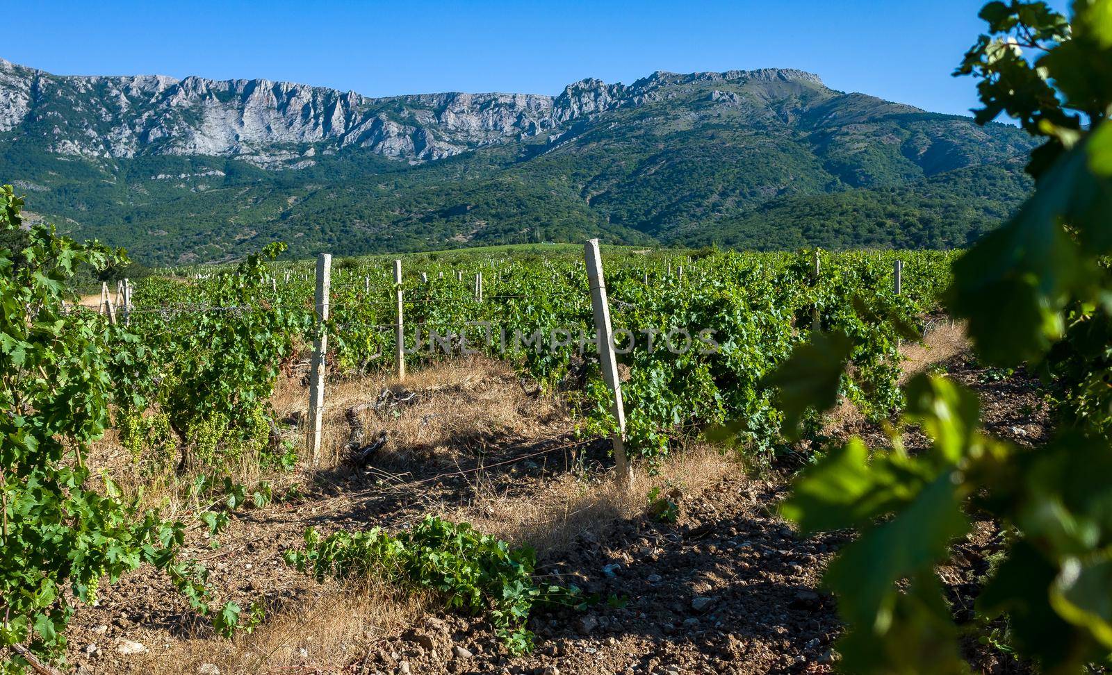 Rows of vineyards surrounded by rocky mountains in the early morning.