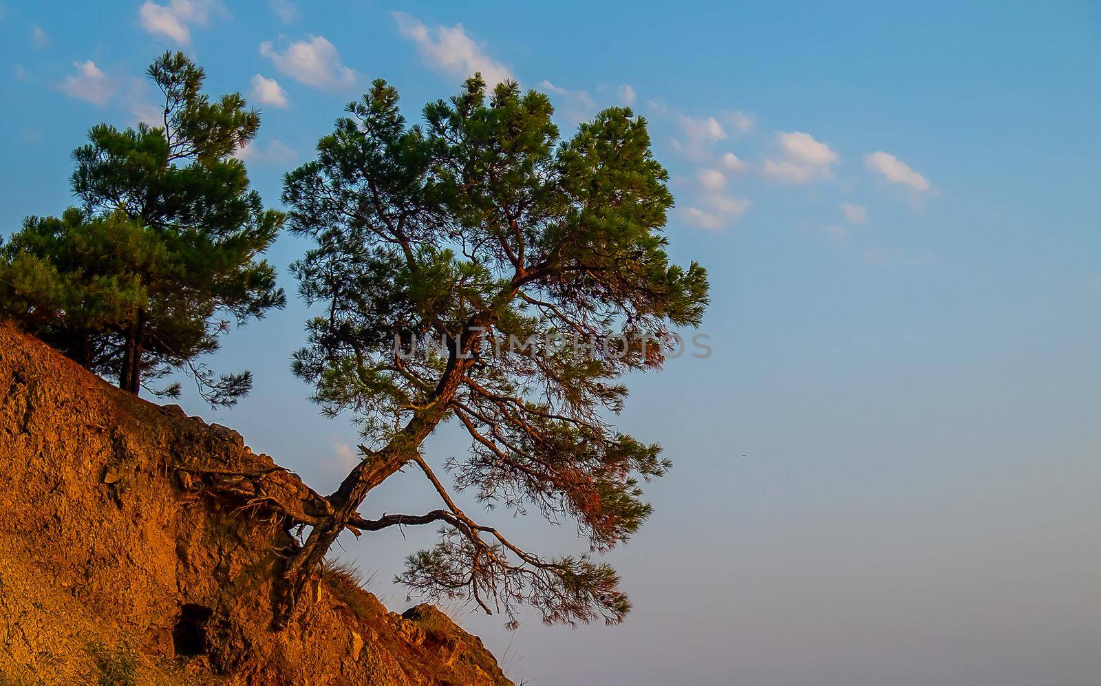 Cedar falling from a washed-out sandy slope, on the seashore at sunset