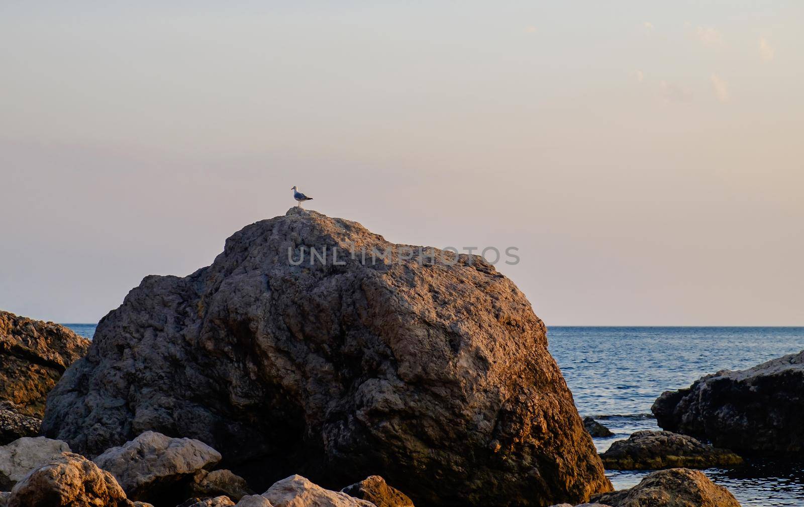 A seagull on a huge boulder on the shore of a small bay of the Black Sea.