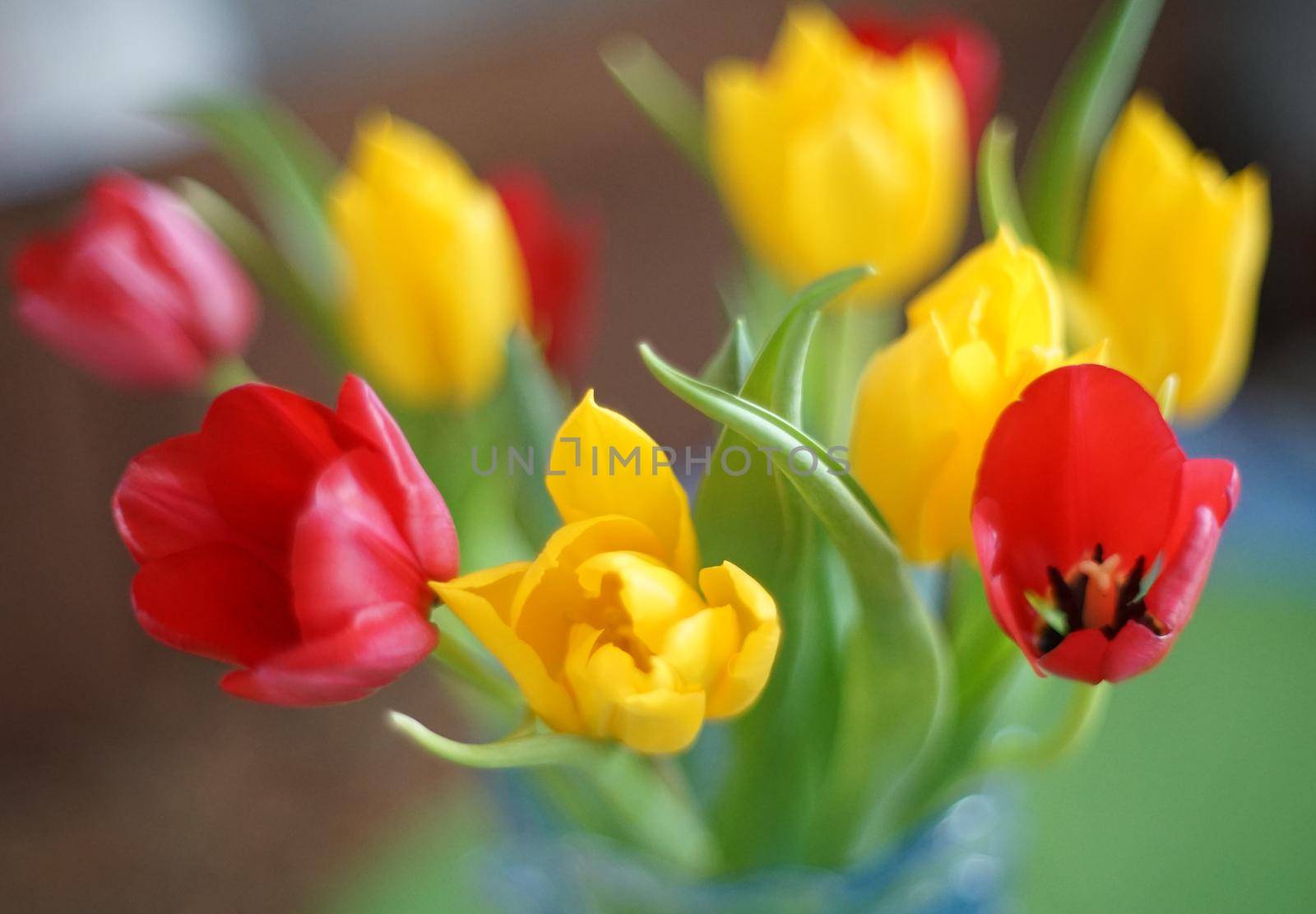 A bouquet of red and yellow blossoming tulips in a glass vase on the window.
