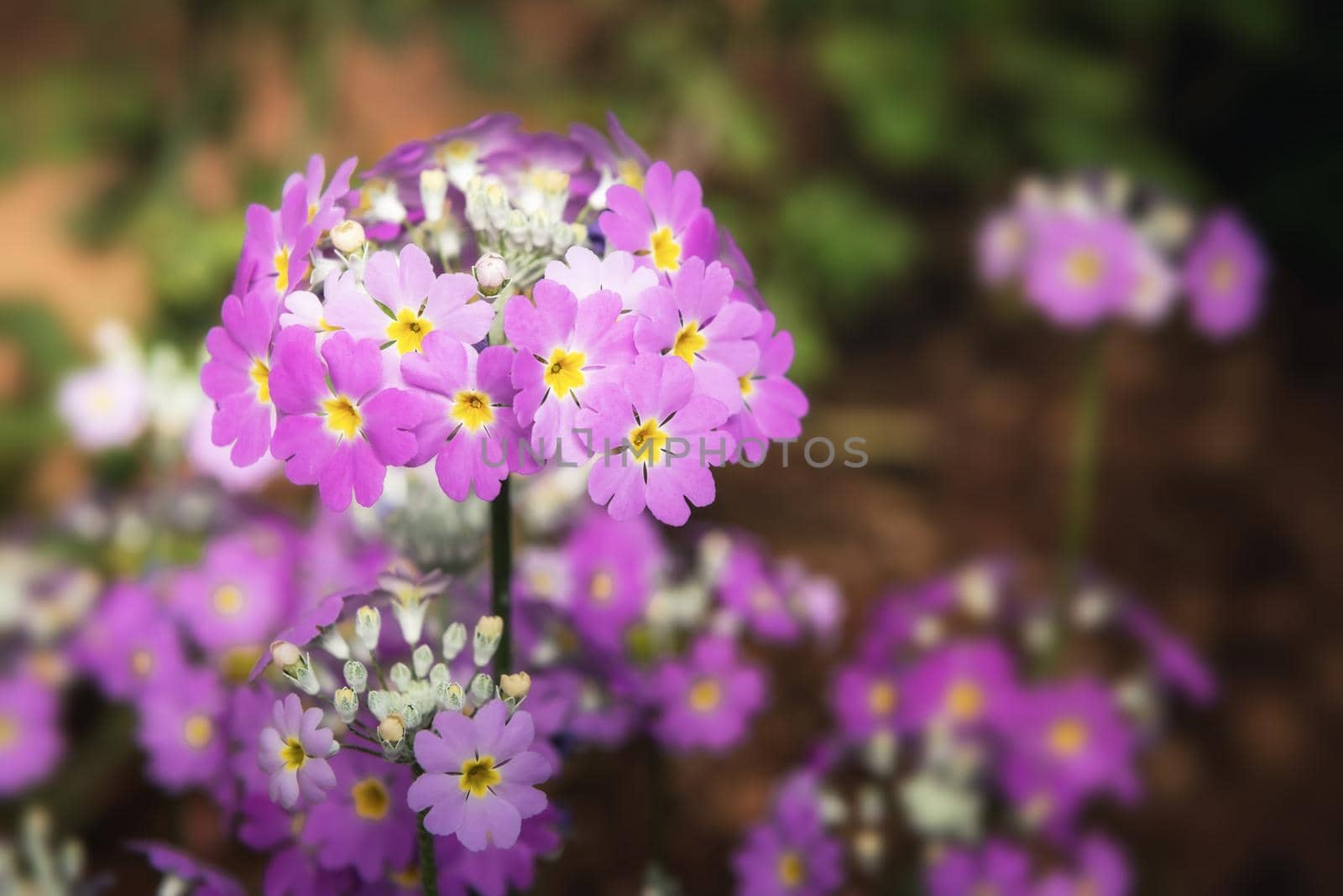 Beautiful Blossom Purple Flowers in Garden Field, Close-Up of Colorful Blooming Flower Background. Nature Plant Backgrounds