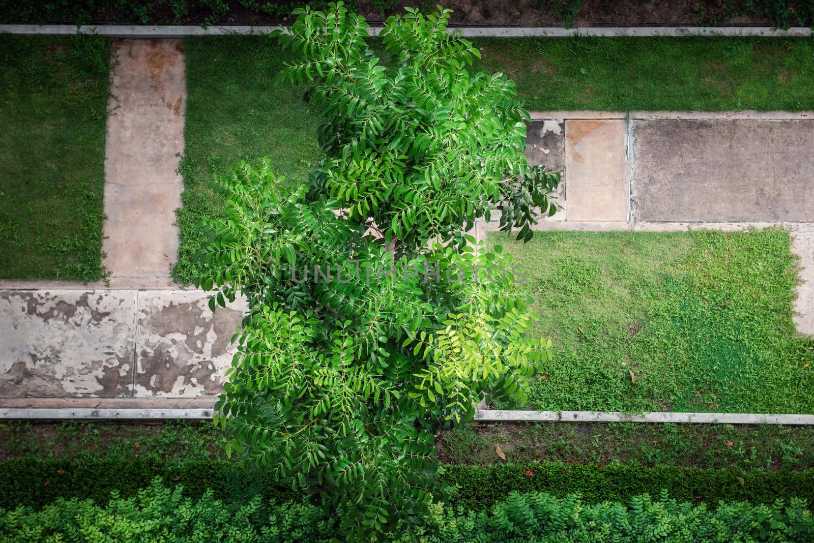Garden Tree With Green Foliage and Beautiful Branch From Above Angle View, Nature Background of Tropical Tree for Decoration Building Outdoors Gardening. Natural Environment  by MahaHeang245789