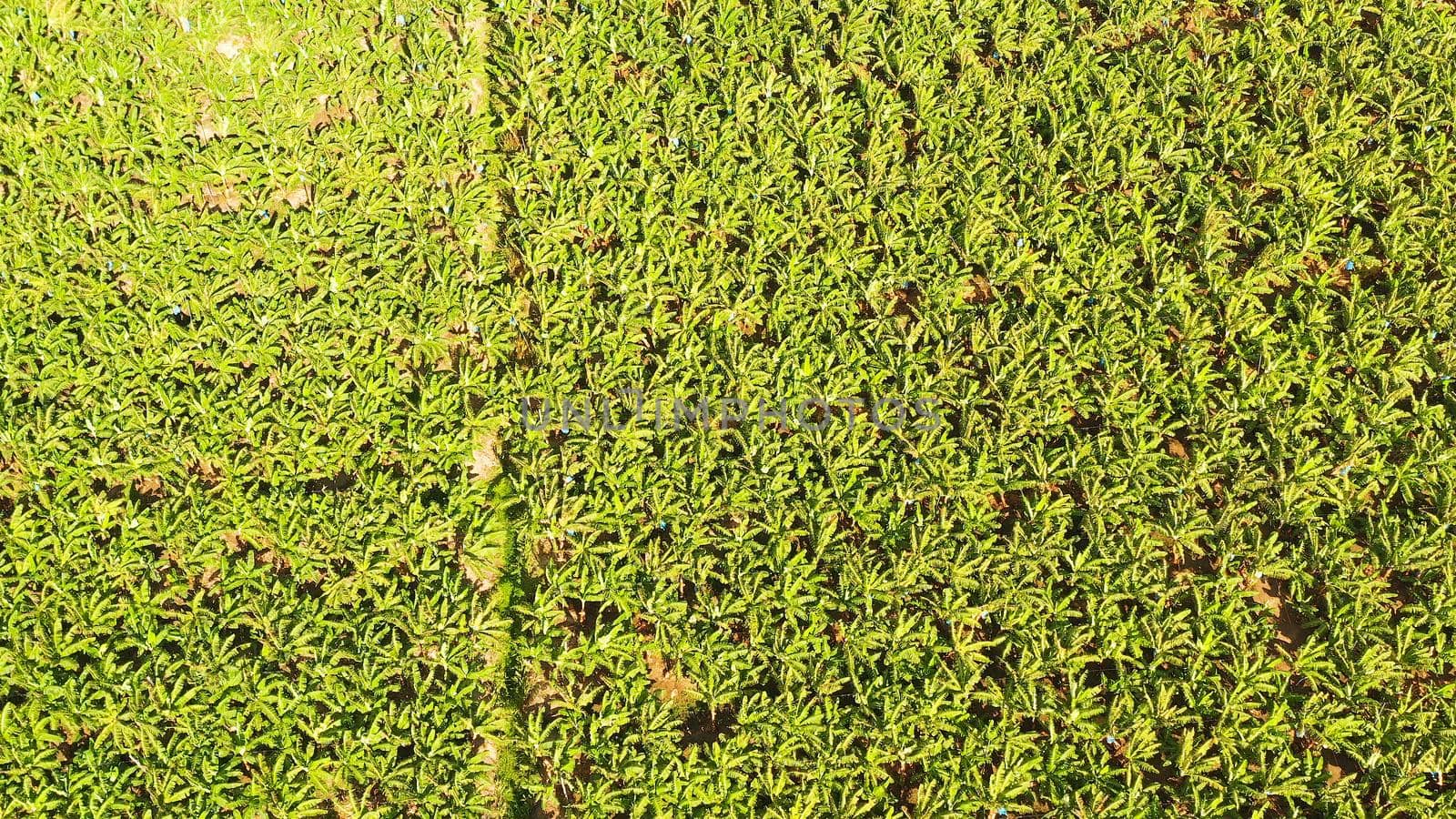Aerial top view of banana field. Banana plantation on the island of Mindanao, Philippines.