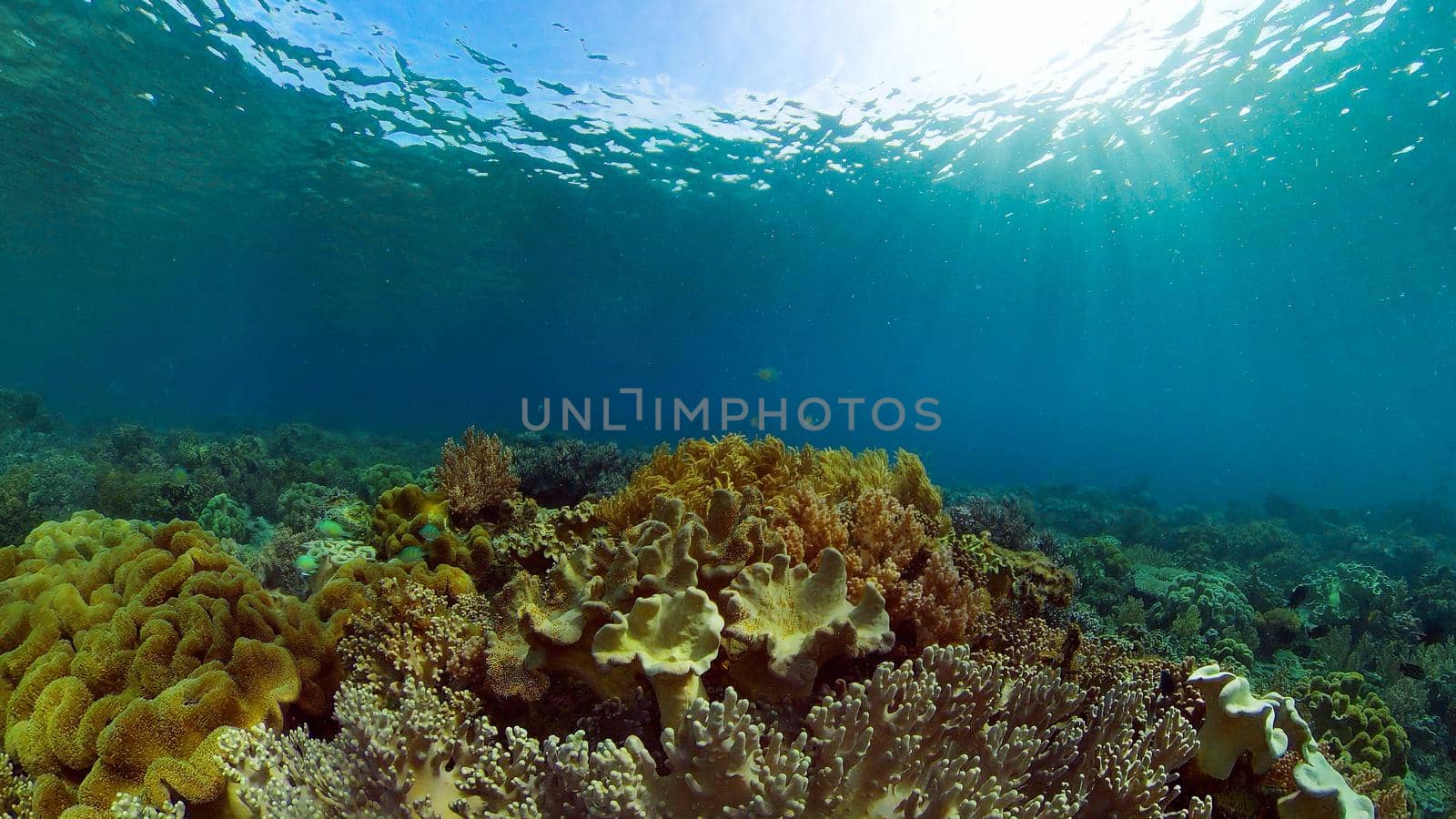 Marine scuba diving. Underwater colorful tropical coral reef seascape. Philippines.