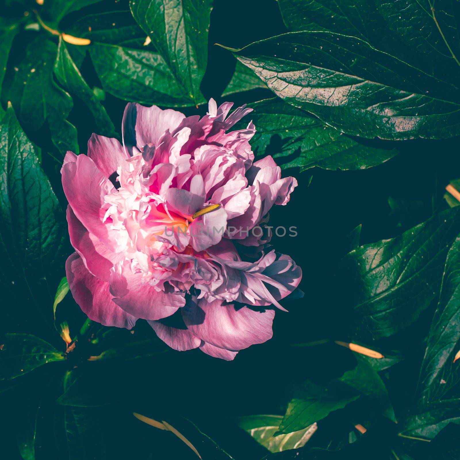 Peony flower in bloom as floral art print and botanical nature background, wedding decor and luxury branding design by Anneleven