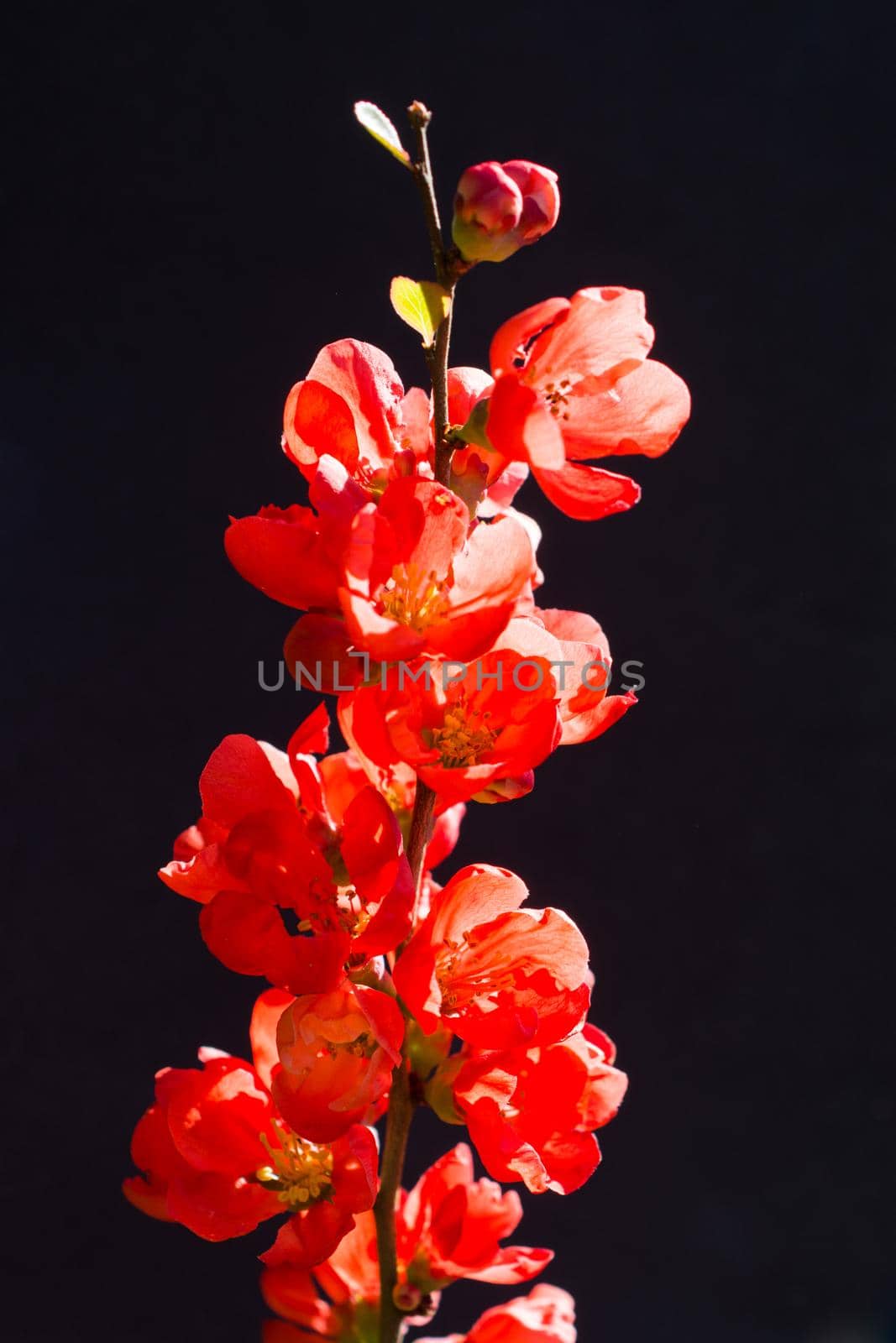 Tree bloom blossom beautiful flowers on a background