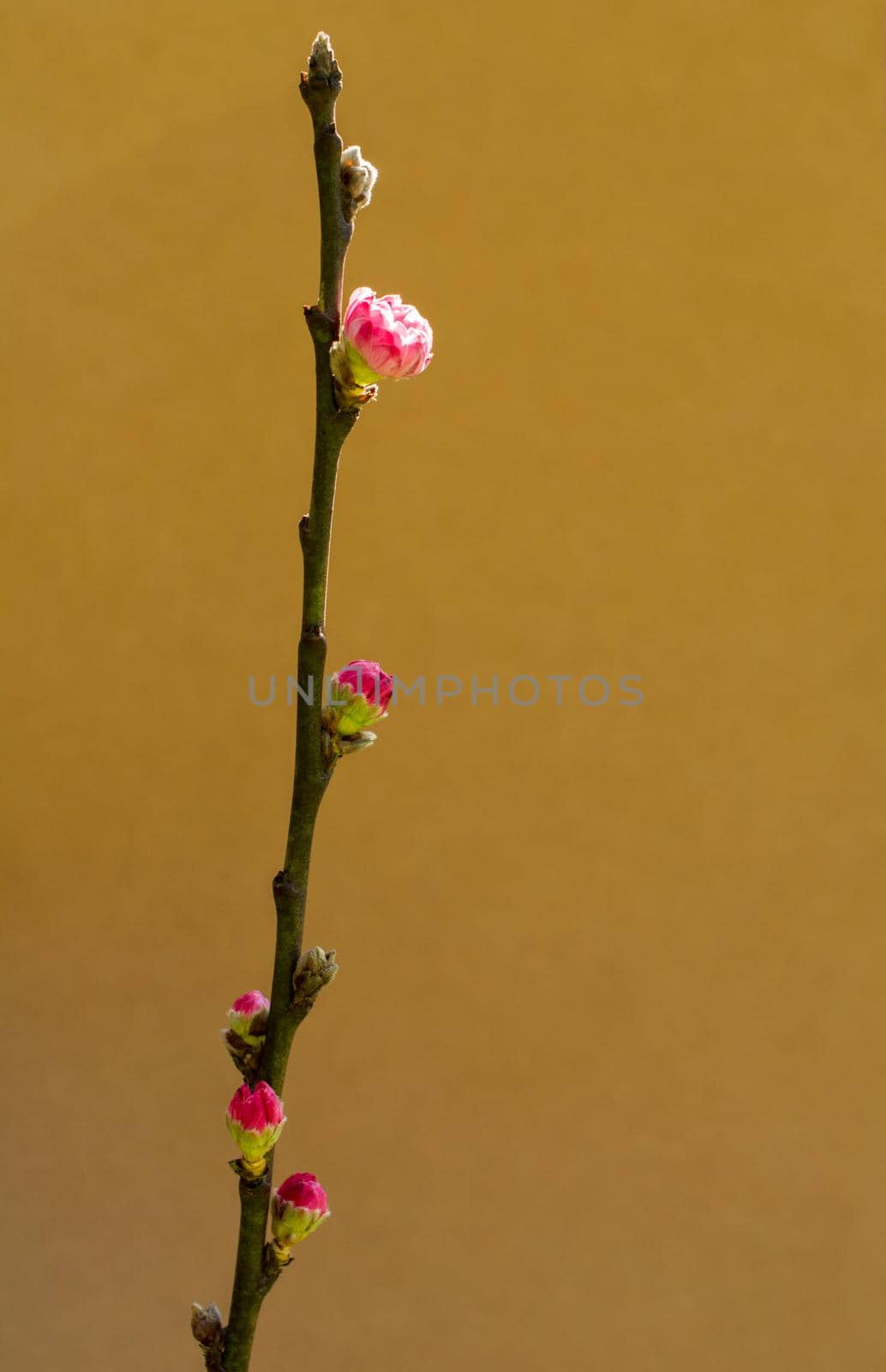 Tree bloom blossom beautiful flowers on a background