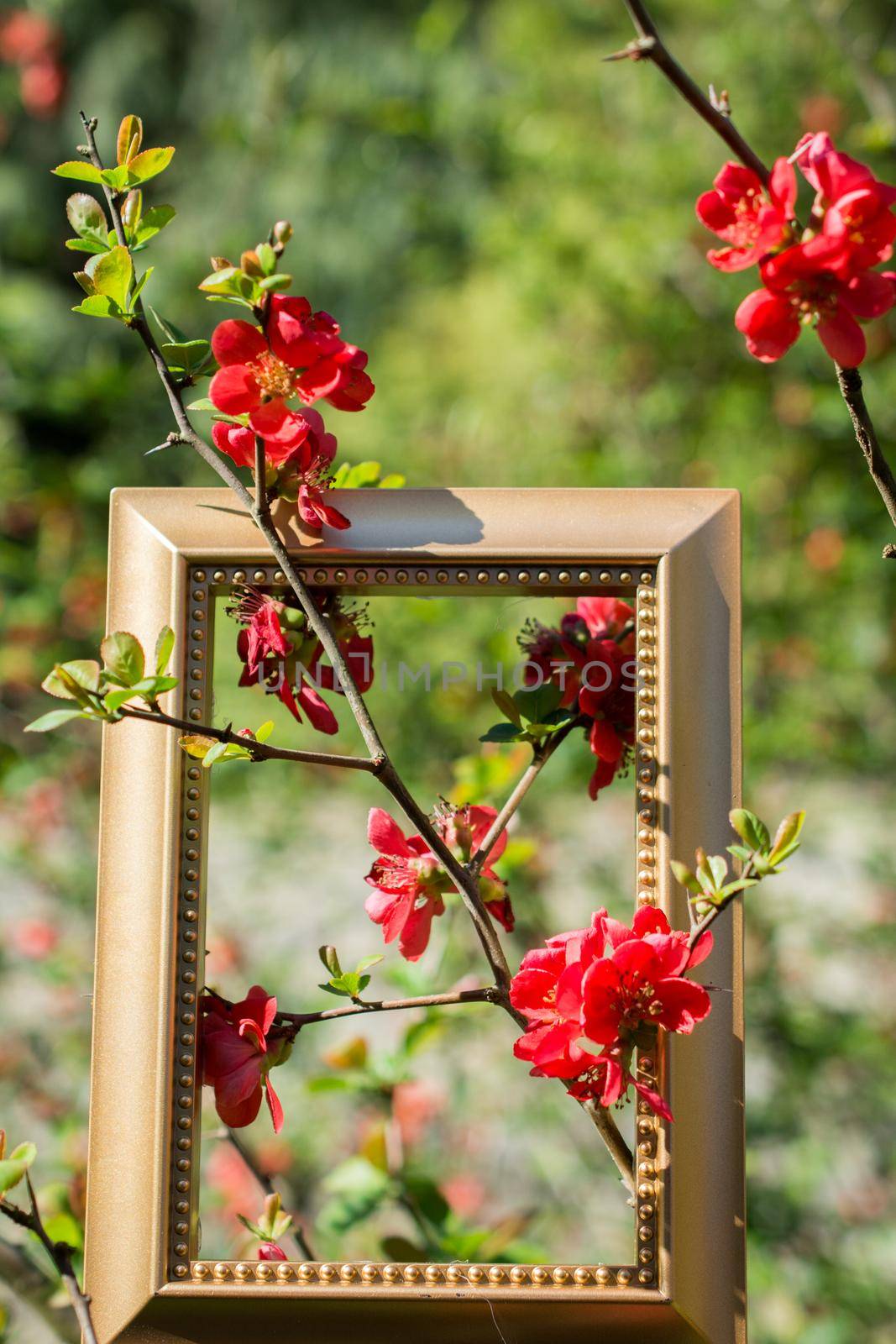 Tree bloom blossom beautiful flowers in a frame by berkay
