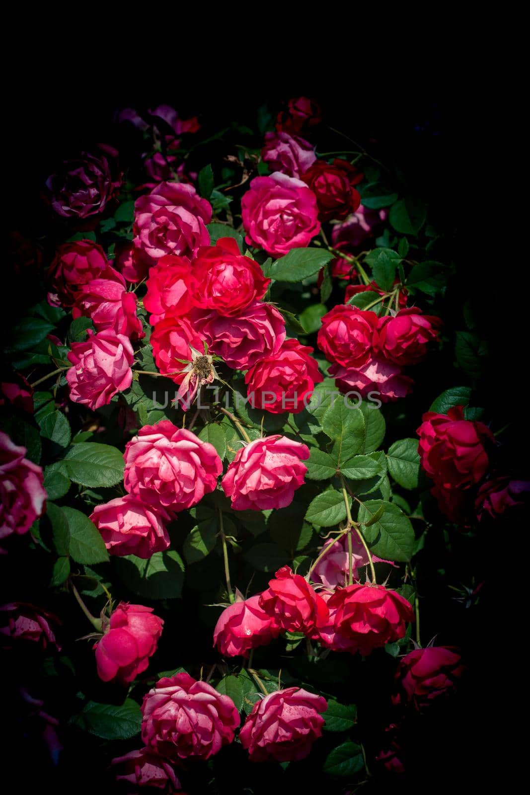 Beautiful fresh roses as a spring background

 by berkay