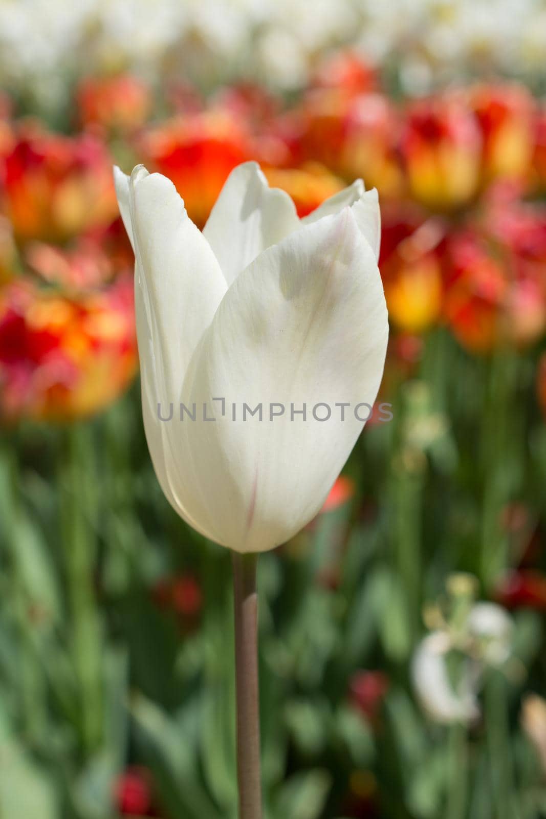 Outstanding colorful tulip flower bloom in the spring  garden