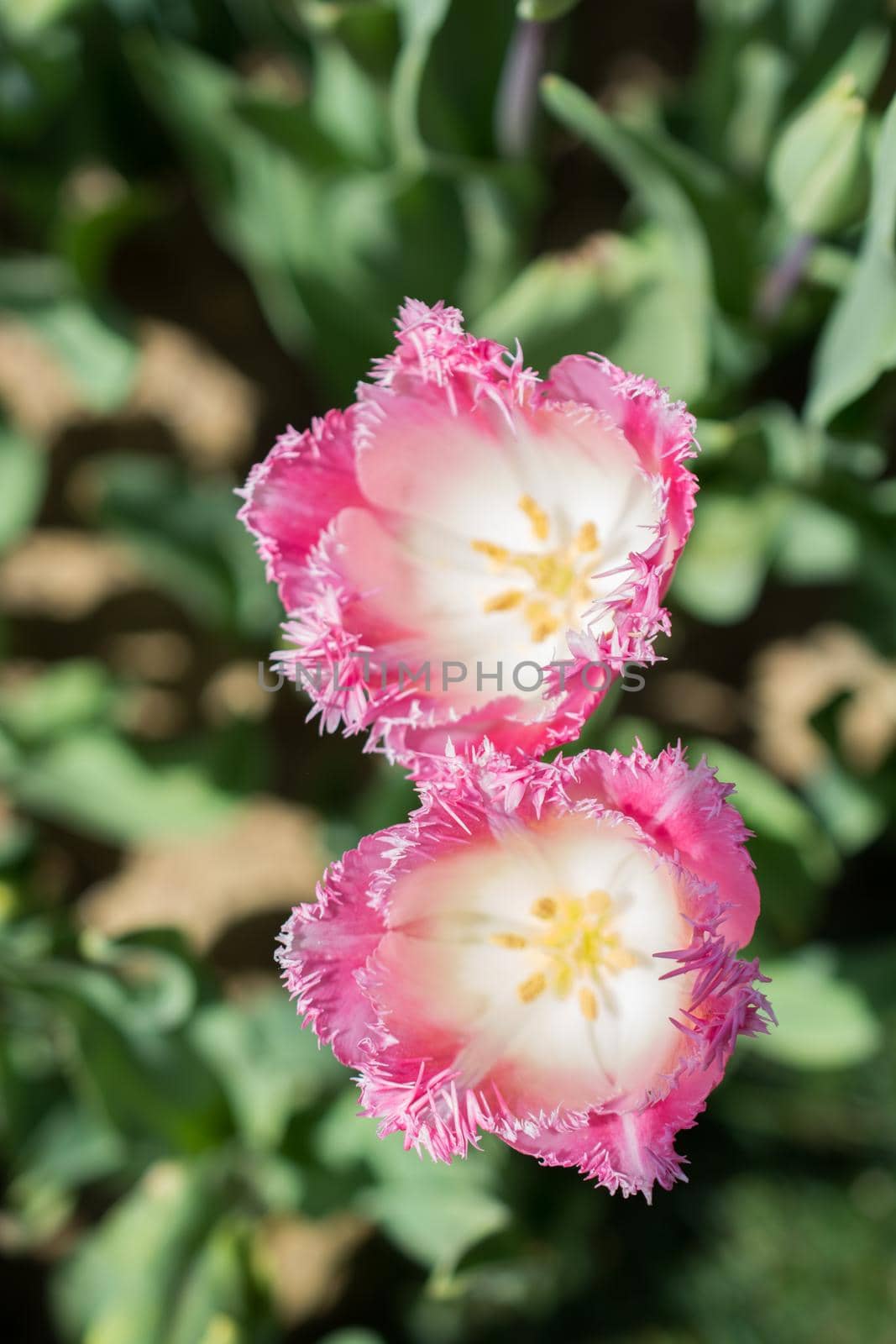 Colorful tulip flowers bloom in the garden by berkay