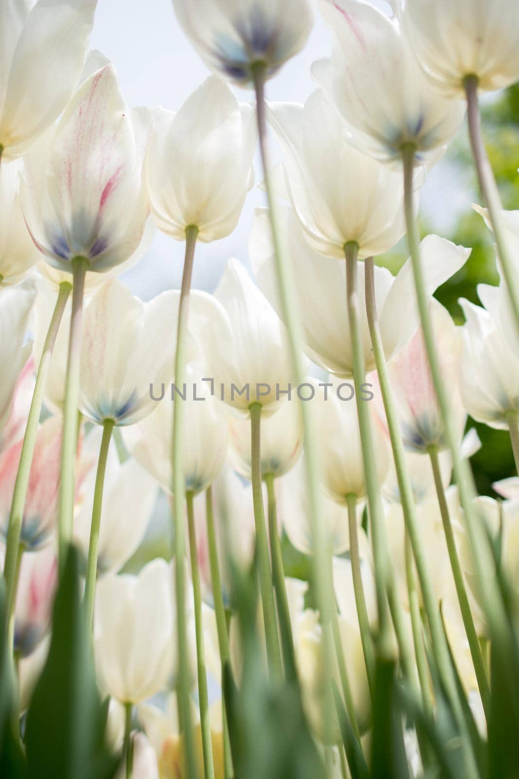 Blooming colorful tulip flowers as floral background by berkay