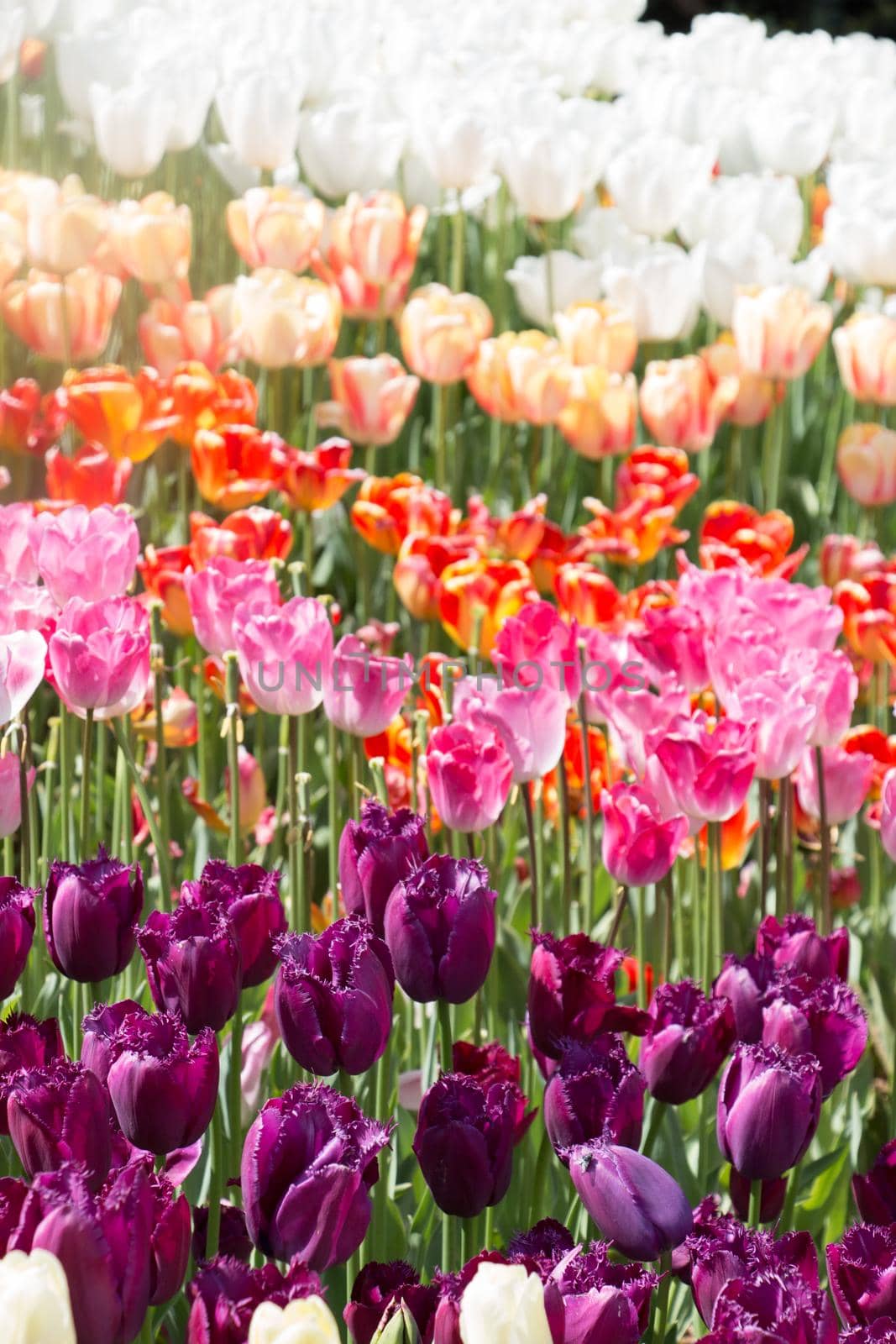 Blooming colorful tulip flowers as floral background by berkay