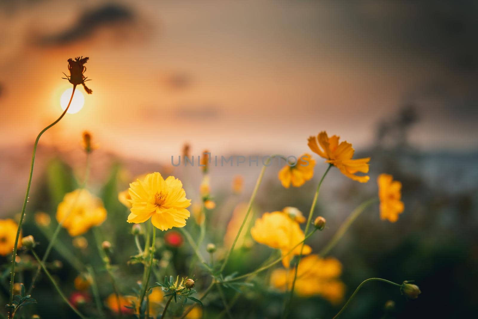 Beautiful Blossom Cosmos Flowers in Garden Field, Close Up of Yellow Cosmos Blooming Flower Against Scenery Sunset Background. Nature Plant Backgrounds