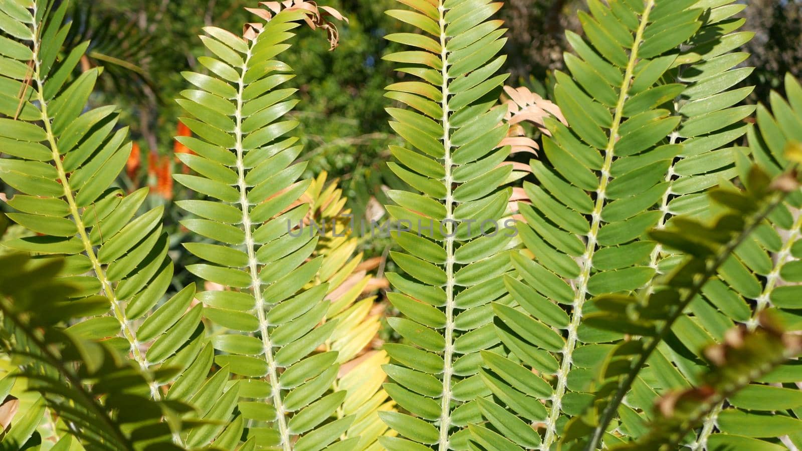 Cycad fern leaves in forest, California USA. Green fresh juicy natural botanical leafage. Encephalartos or zamiaceae dioon palm lush foliage. Tropical jungle rainforest woods atmosphere garden design.