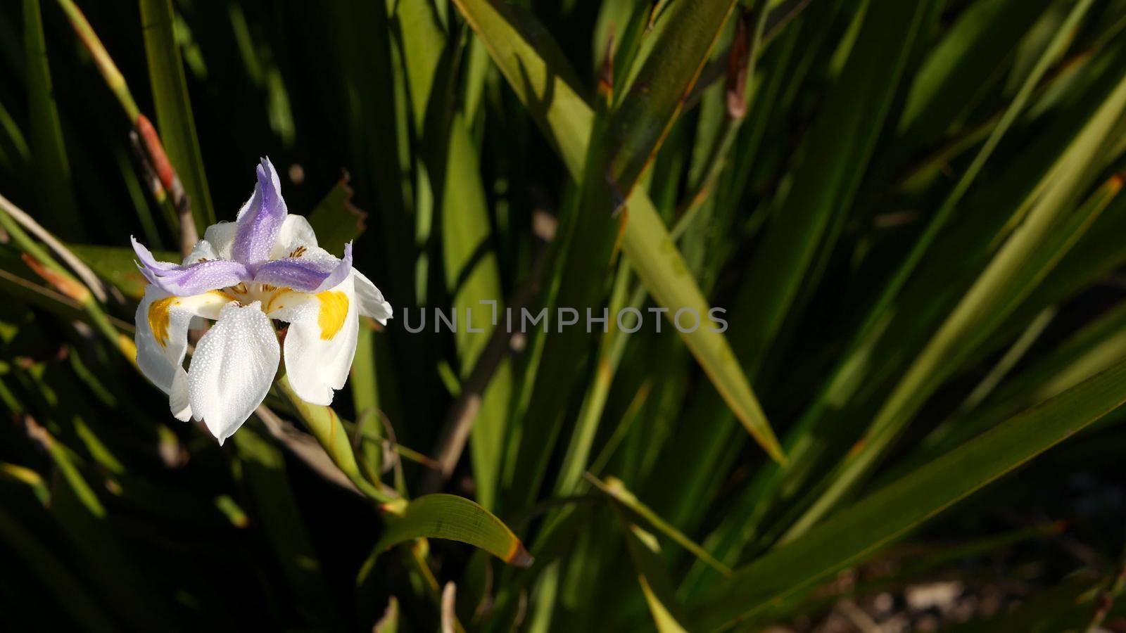 White iris flower blossom, gardening in California, USA. Delicate bloom in spring morning garden, drops of fresh dew on petals. springtime flora in soft focus. Natural botanical close up background.