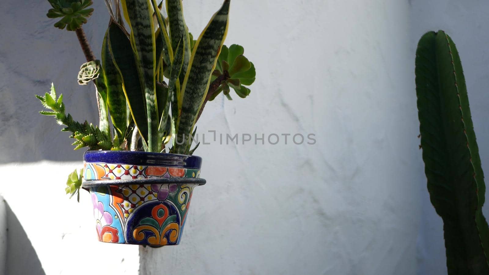 Succulents in flowerpot, gardening in California USA. Green house plants in colorful clay pots. Mexican style garden design, arid desert decorative floriculture. Natural botanical ornamental greenery.