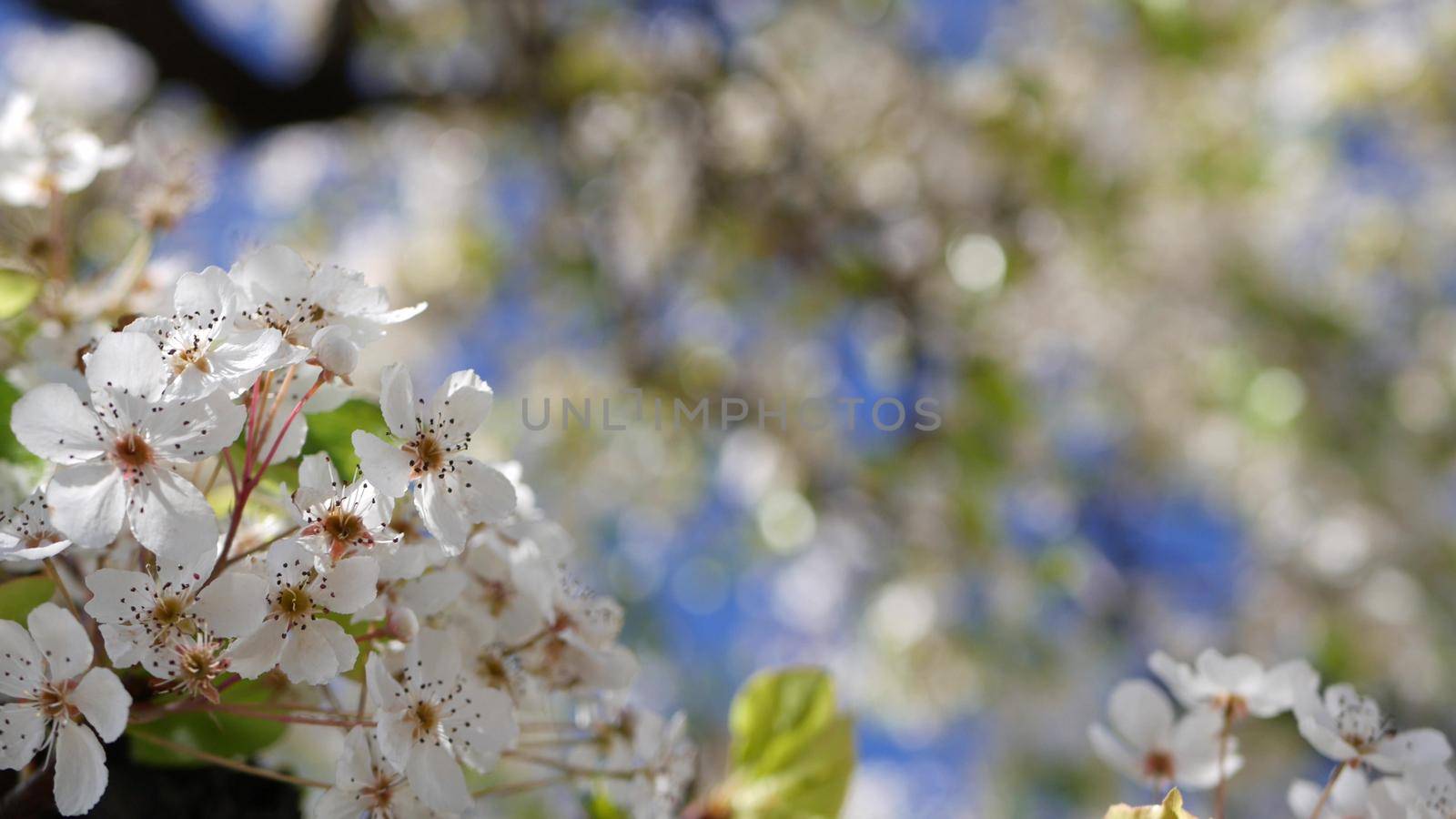 Spring white blossom of cherry tree, California, USA, Balboa Park. Delicate tender sakura flowers of pear, apple or apricot. Springtime fresh romantic atmosphere, pure botanical bloom soft focus bokeh