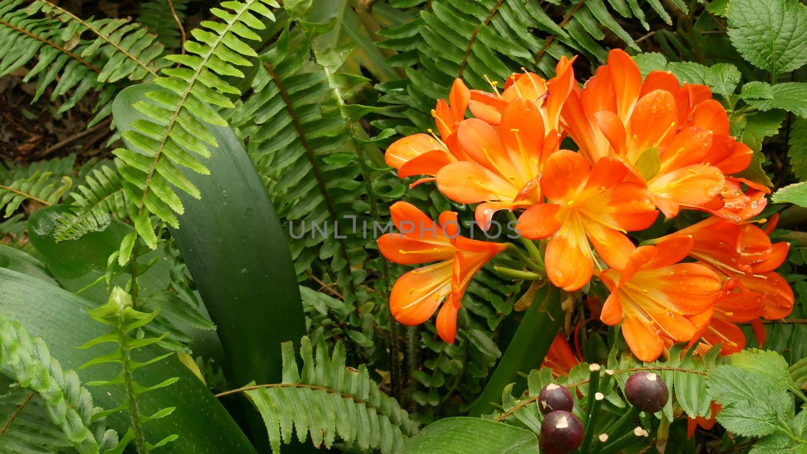 Natal bush kafir lily flower, California, USA. Clivia miniata orange flamboyant exotic fiery vibrant botanical bloom. Tropical jungle rainforest atmosphere. Natural garden vivid fresh juicy greenery by DogoraSun