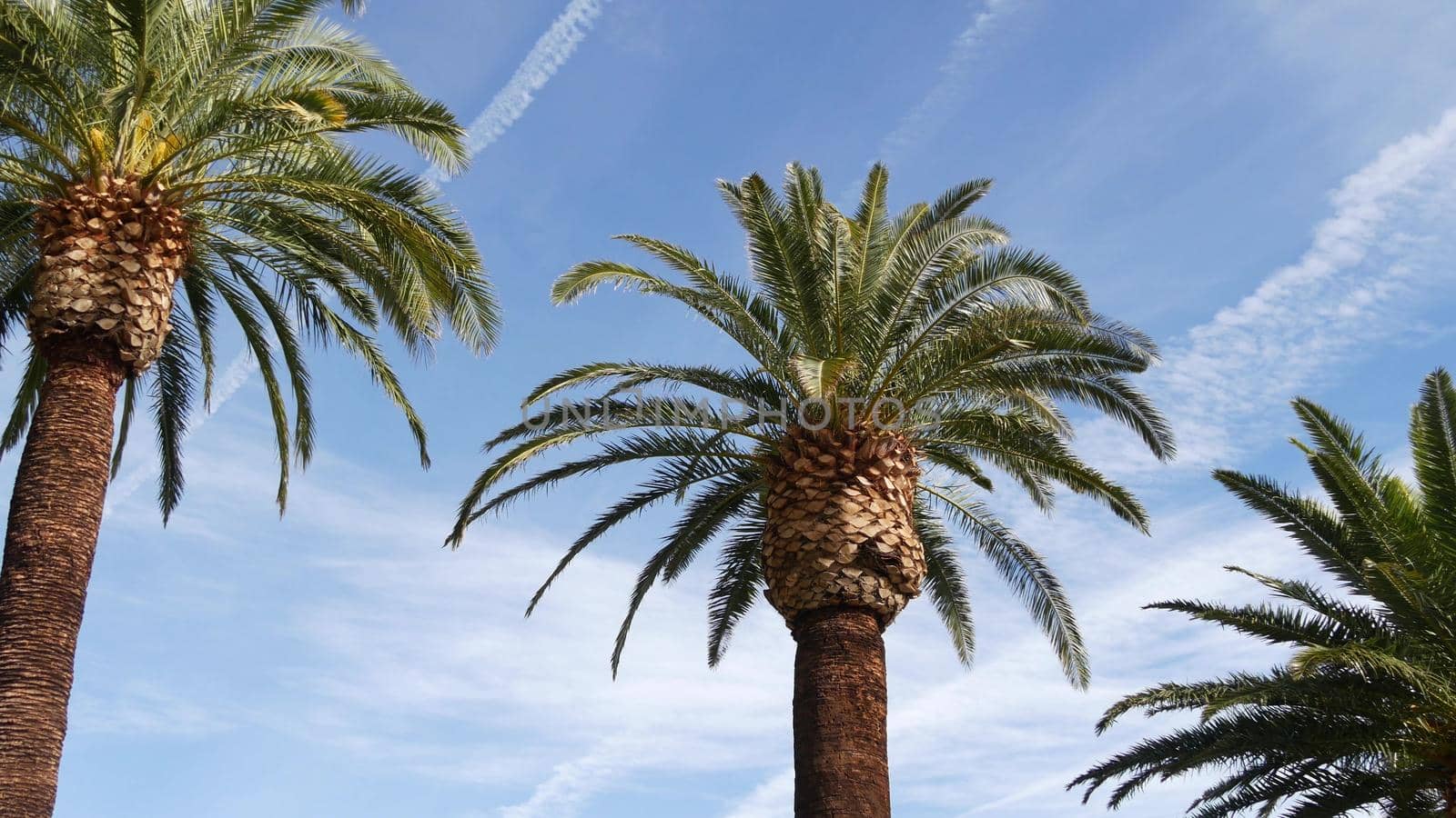 Palms in Los Angeles, California, USA. Summertime aesthetic of Santa Monica and Venice Beach on Pacific ocean. Clear blue sky and iconic palm trees. Atmosphere of Beverly Hills in Hollywood. LA vibes by DogoraSun