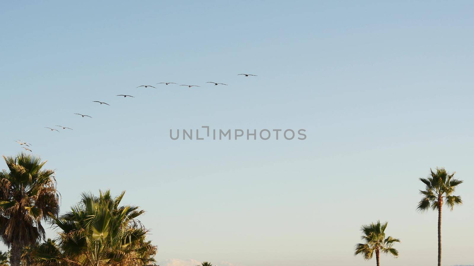 Big pelican birds flying, pelecanus flock soaring in sky, large wingspan. Palm tree in Oceanside, California waterfront pacific ocean tropical beach resort, USA. Summertime sea coastline vacations.