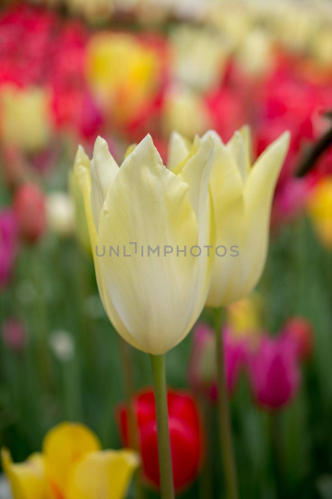 Colorful tulip flower bloom in the garden by berkay