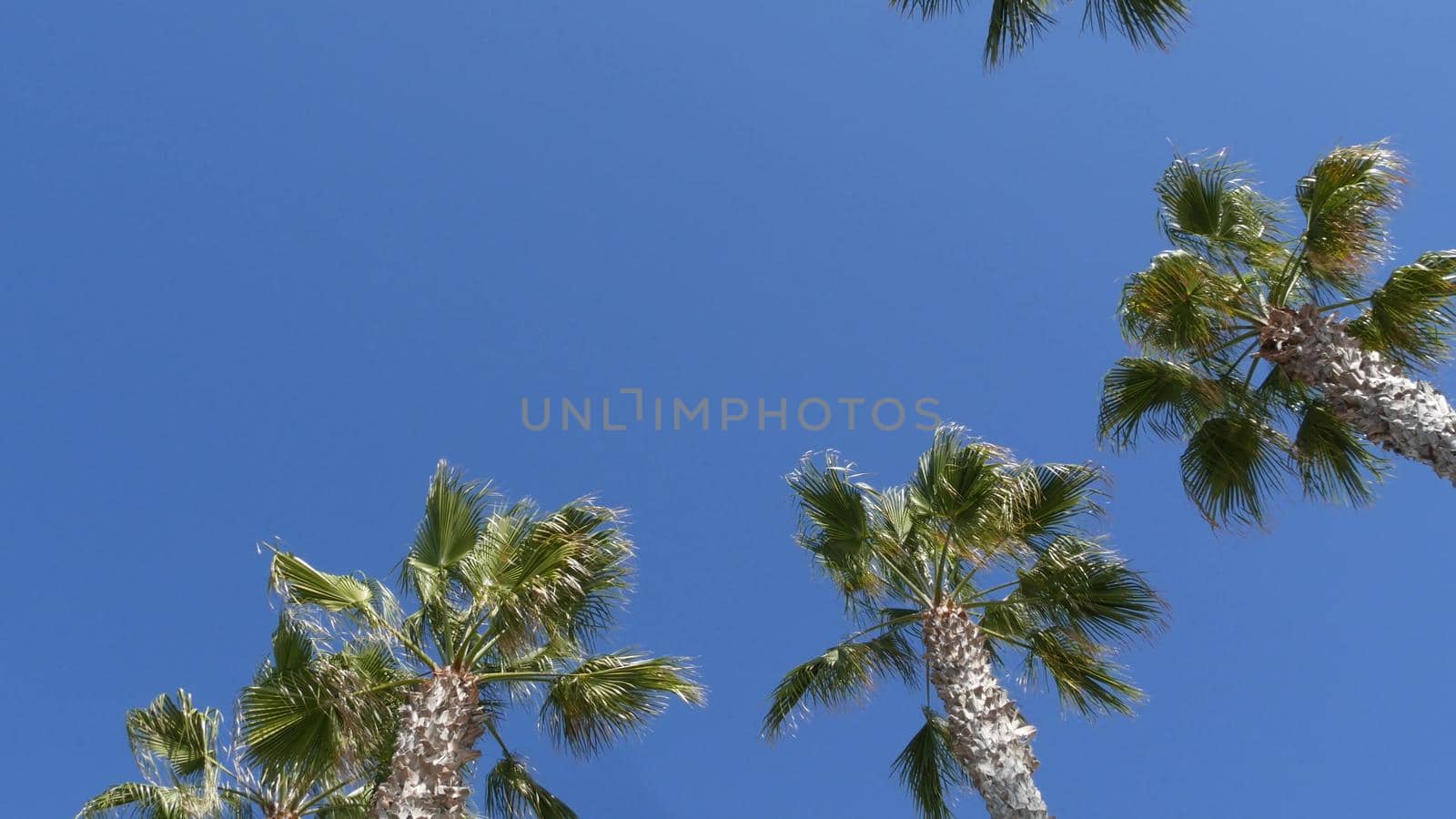 Palms in Los Angeles, California, USA. Summertime aesthetic of Santa Monica and Venice Beach on Pacific ocean. Clear blue sky and iconic palm trees. Atmosphere of Beverly Hills in Hollywood. LA vibes by DogoraSun