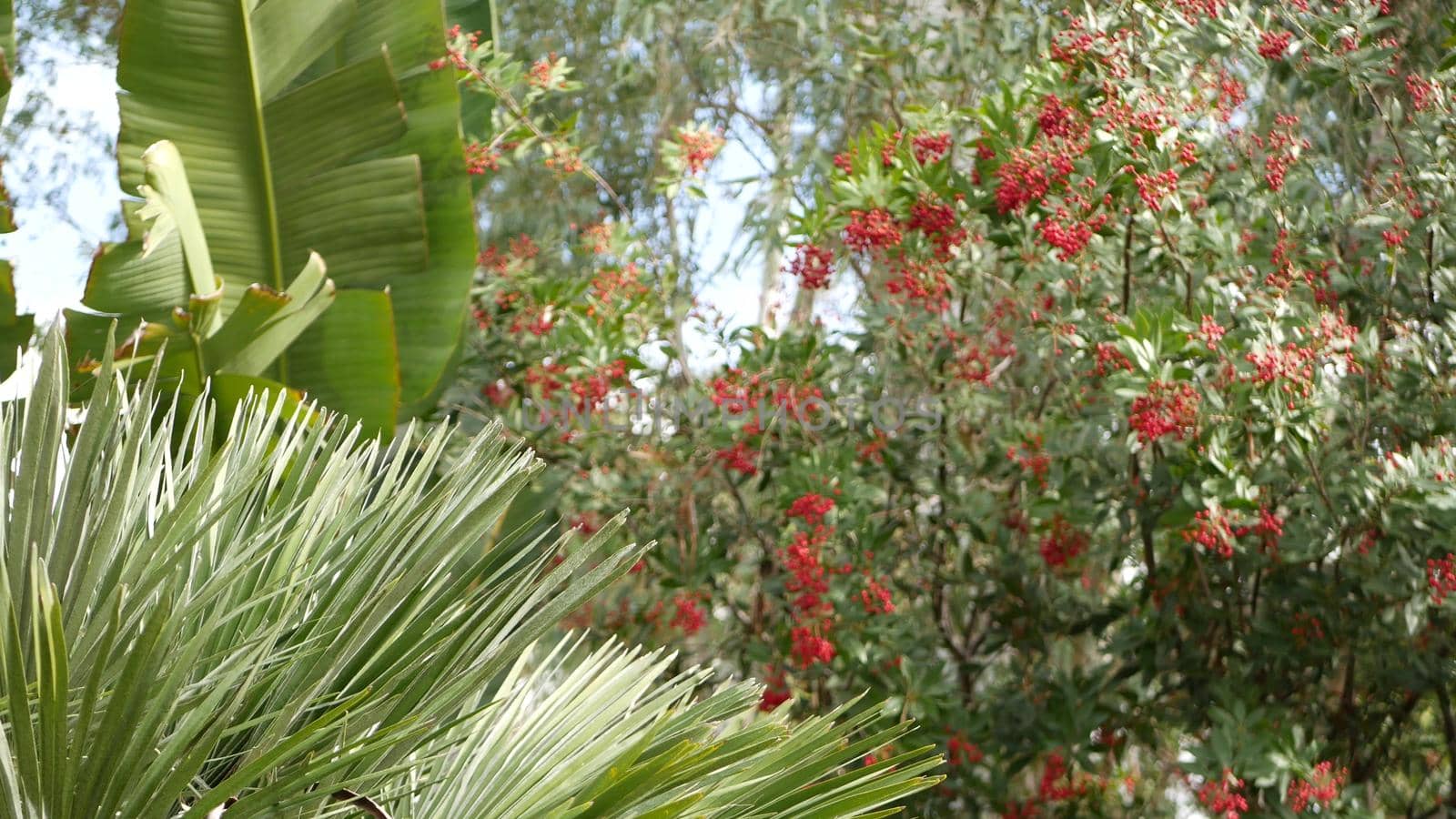 Red berries on tree, gardening in California, USA. Natural atmospheric botanical close up background. Viburnum, spring or fall morning garden or forest, fresh springtime or autumn flora in soft focus.