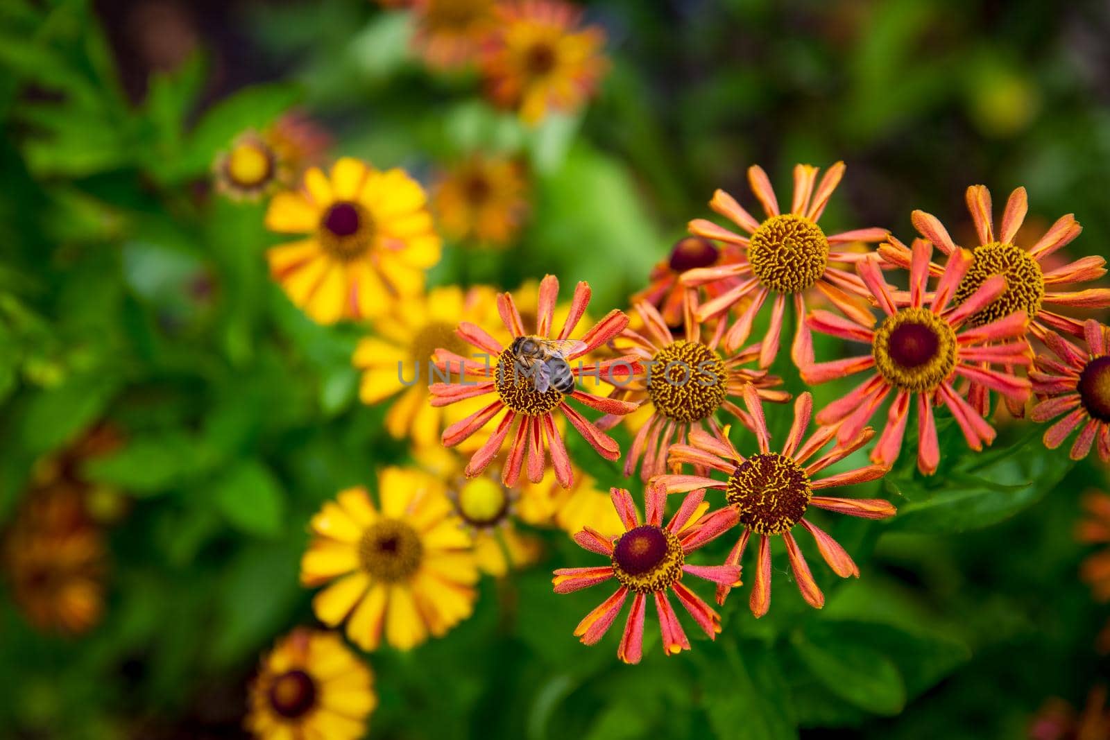 Bee on Helenium flowers by magicbones