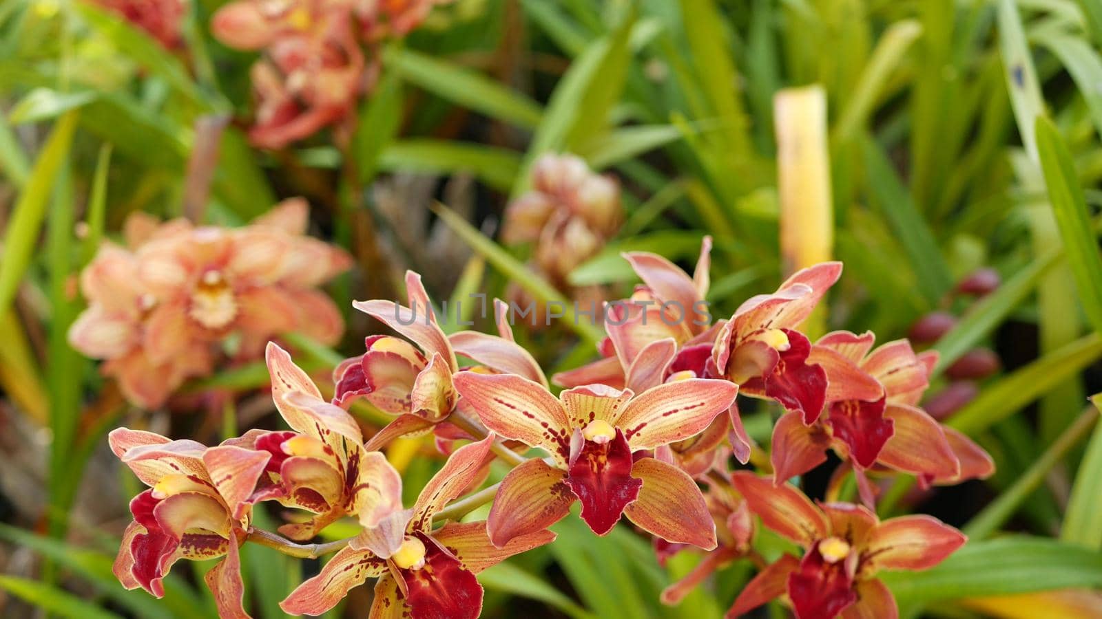 Orchid flower blossom in green leaves. Elegant colorful floral bloom. Exotic tropical jungle rainforest botanical atmosphere. Natural garden vivid greenery, paradise aesthetic. Decorative floriculture