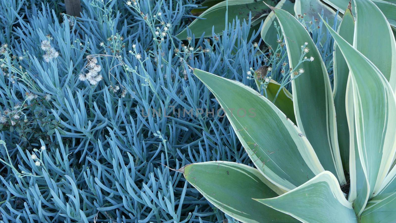 Blue agave leaves, succulent gardening in California, USA. Home garden design, yucca, century plant or aloe. Natural botanical ornamental mexican houseplants, arid desert floriculture. Calm atmosphere