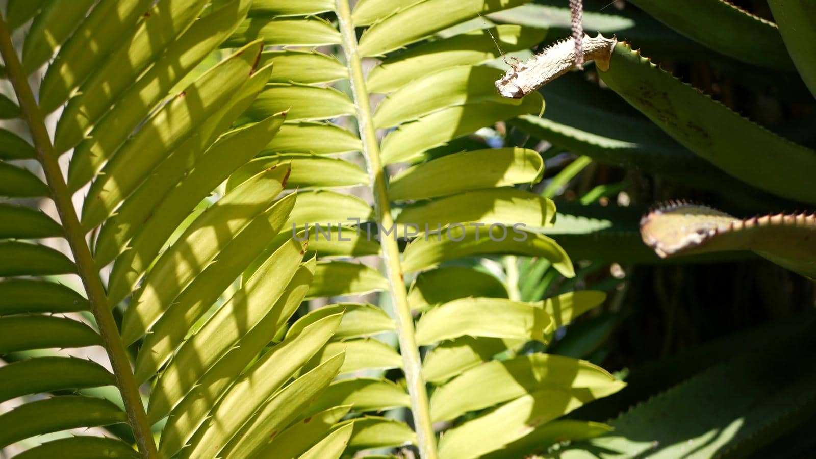 Cycad fern leaves in forest, California USA. Green fresh juicy natural botanical leafage. Encephalartos or zamiaceae dioon palm lush foliage. Tropical jungle rainforest woods atmosphere garden design.