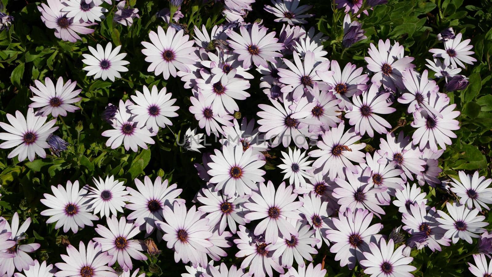 Daisy or marguerite colorful flowers, California USA. Aster or cape marigold multicolor purple violet bloom. Home gardening, american decorative ornamental houseplant, natural botanical atmosphere.