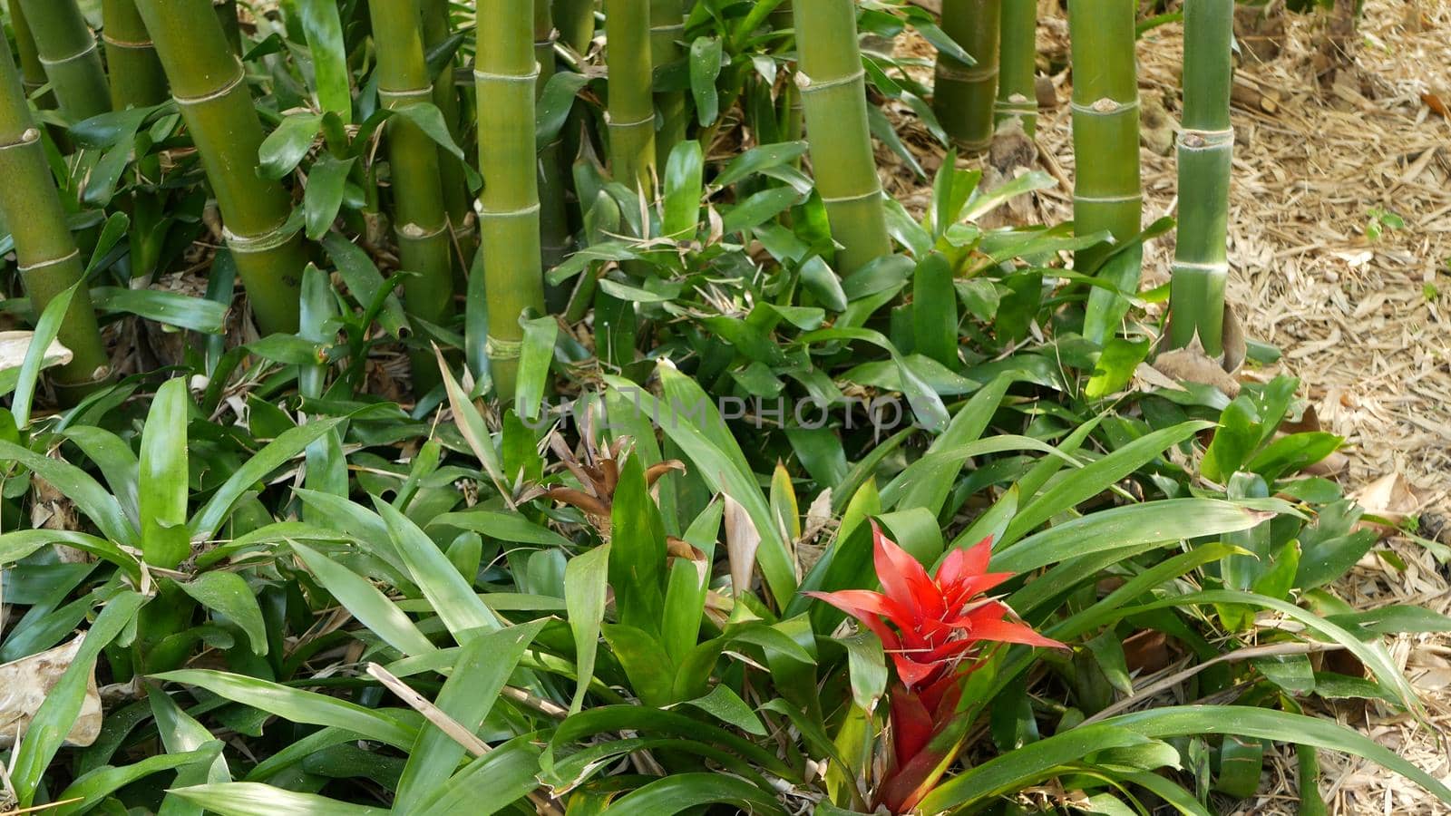 Bamboo forest, exotic asian tropical atmosphere. Green trees in meditative feng shui zen garden. Quiet calm grove, morning harmony freshness in thicket. Japanese or chinese natural oriental aesthetic.