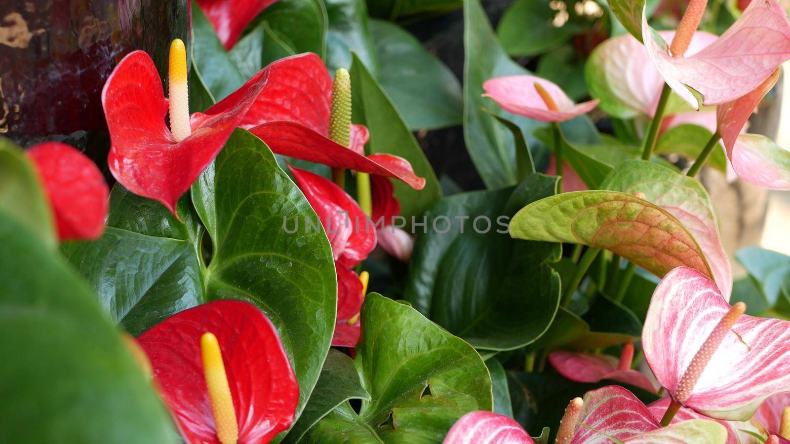 Red calla lily flower, dark green leaves. Elegant maroon floral blossom. Exotic tropical jungle rainforest, stylish trendy botanical atmosphere. Natural vivid greenery, paradise aesthetic. Arum plant.