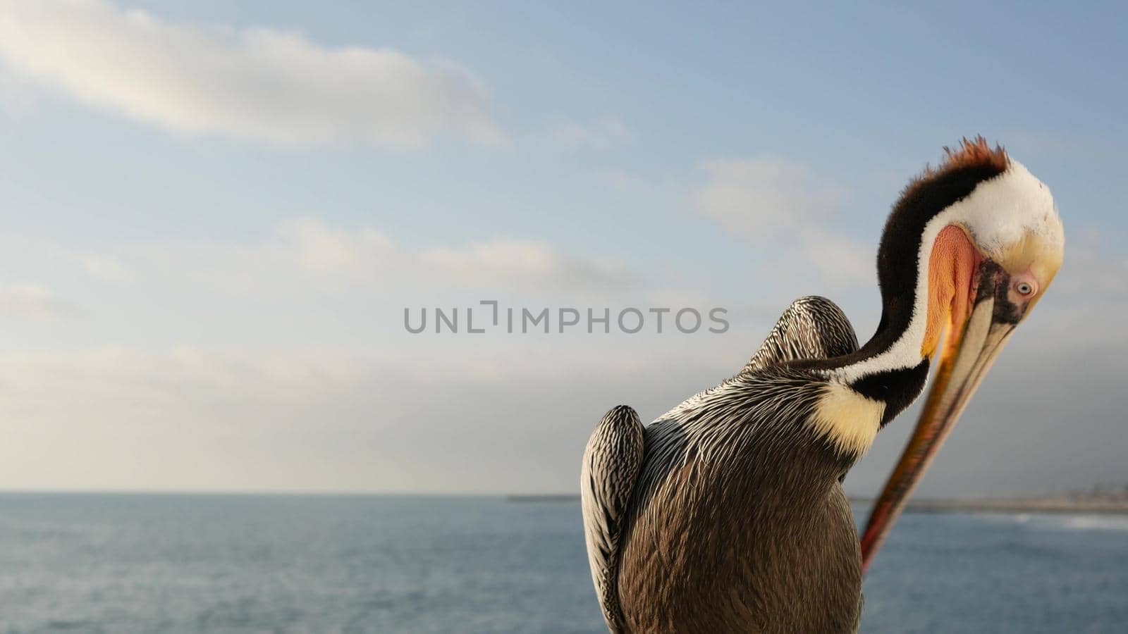 Wild brown pelican on pier, California ocean beach USA. Coastal pelecanus, big bird. Large bill beak by DogoraSun